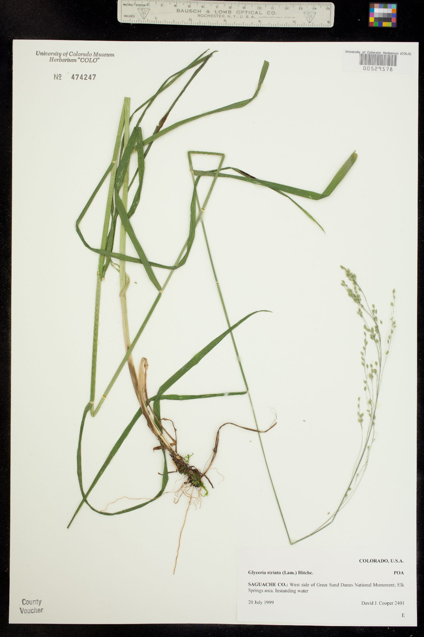 Glyceria striata image
