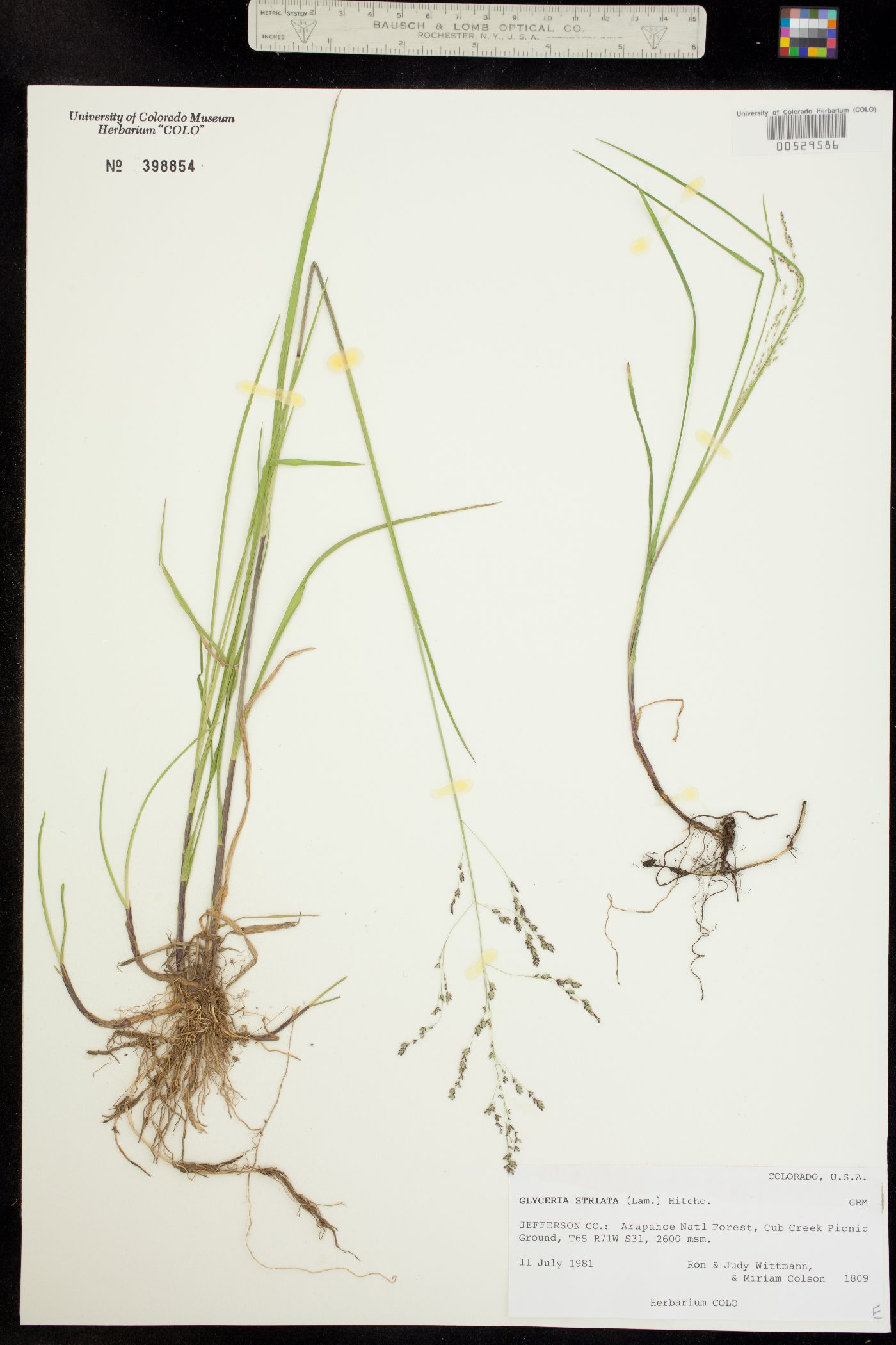Glyceria striata image