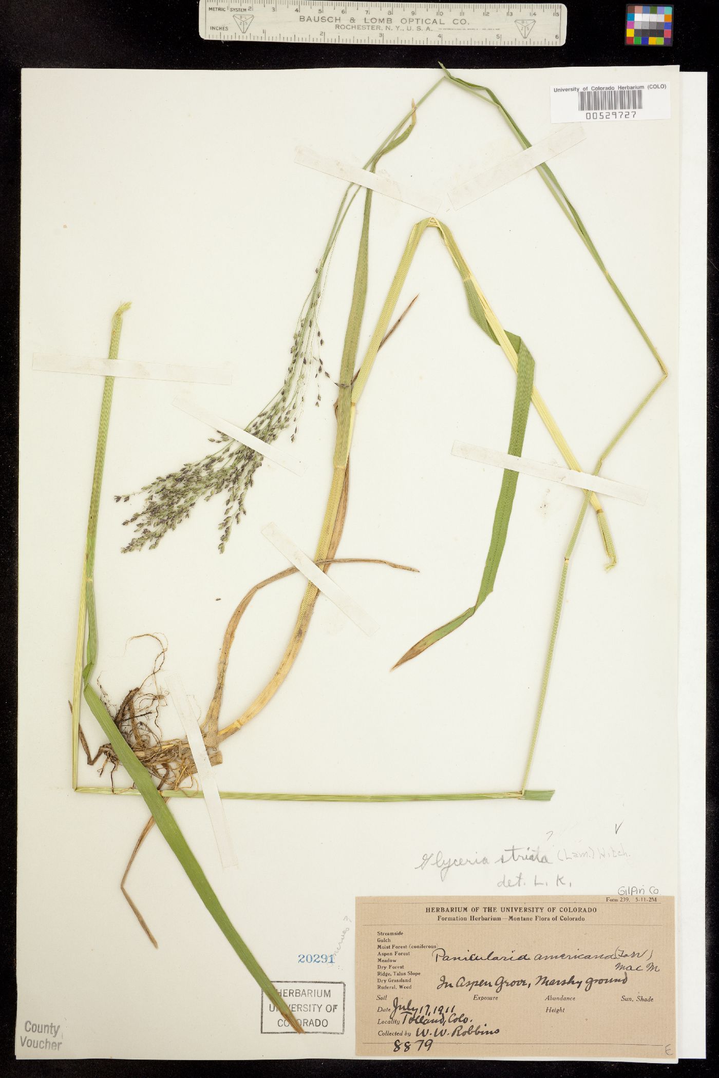 Glyceria striata image