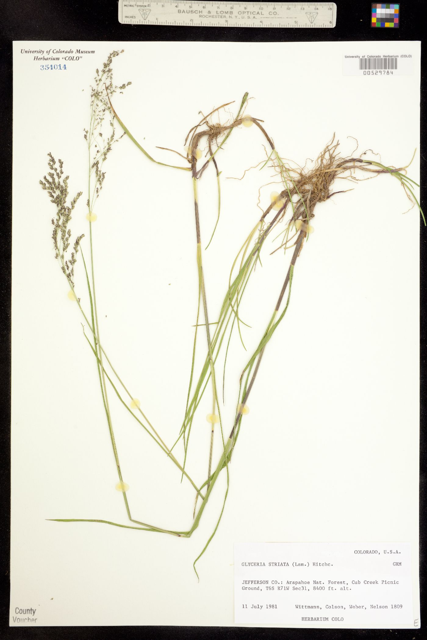 Glyceria striata image