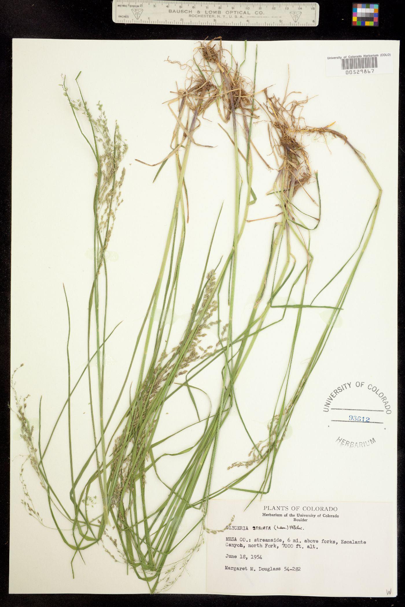 Glyceria striata image