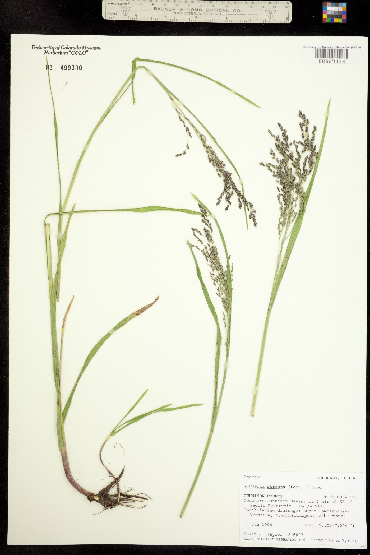 Glyceria striata image