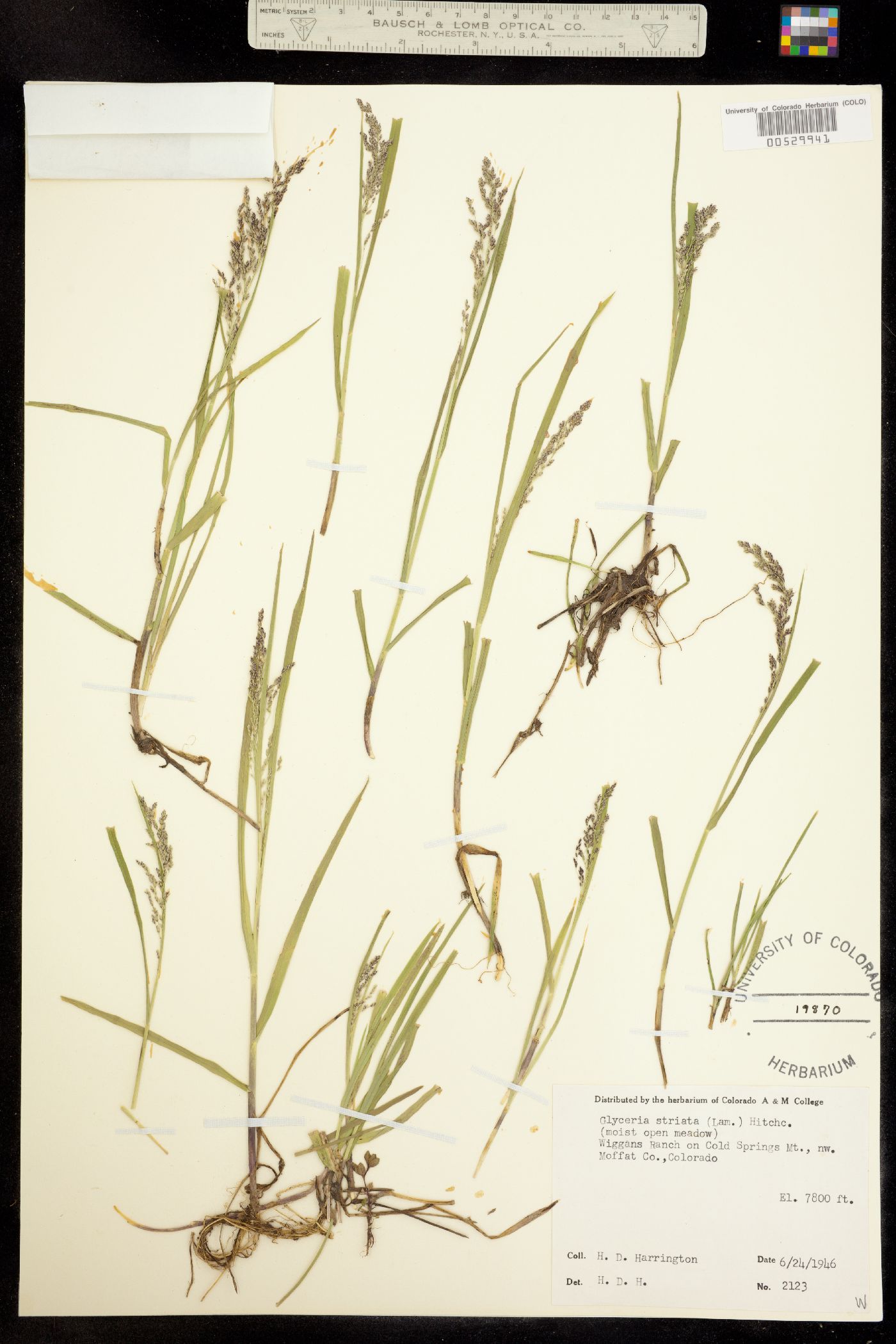 Glyceria striata image