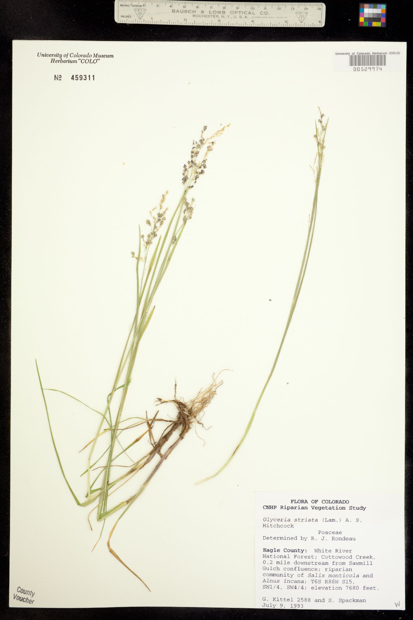 Glyceria striata image