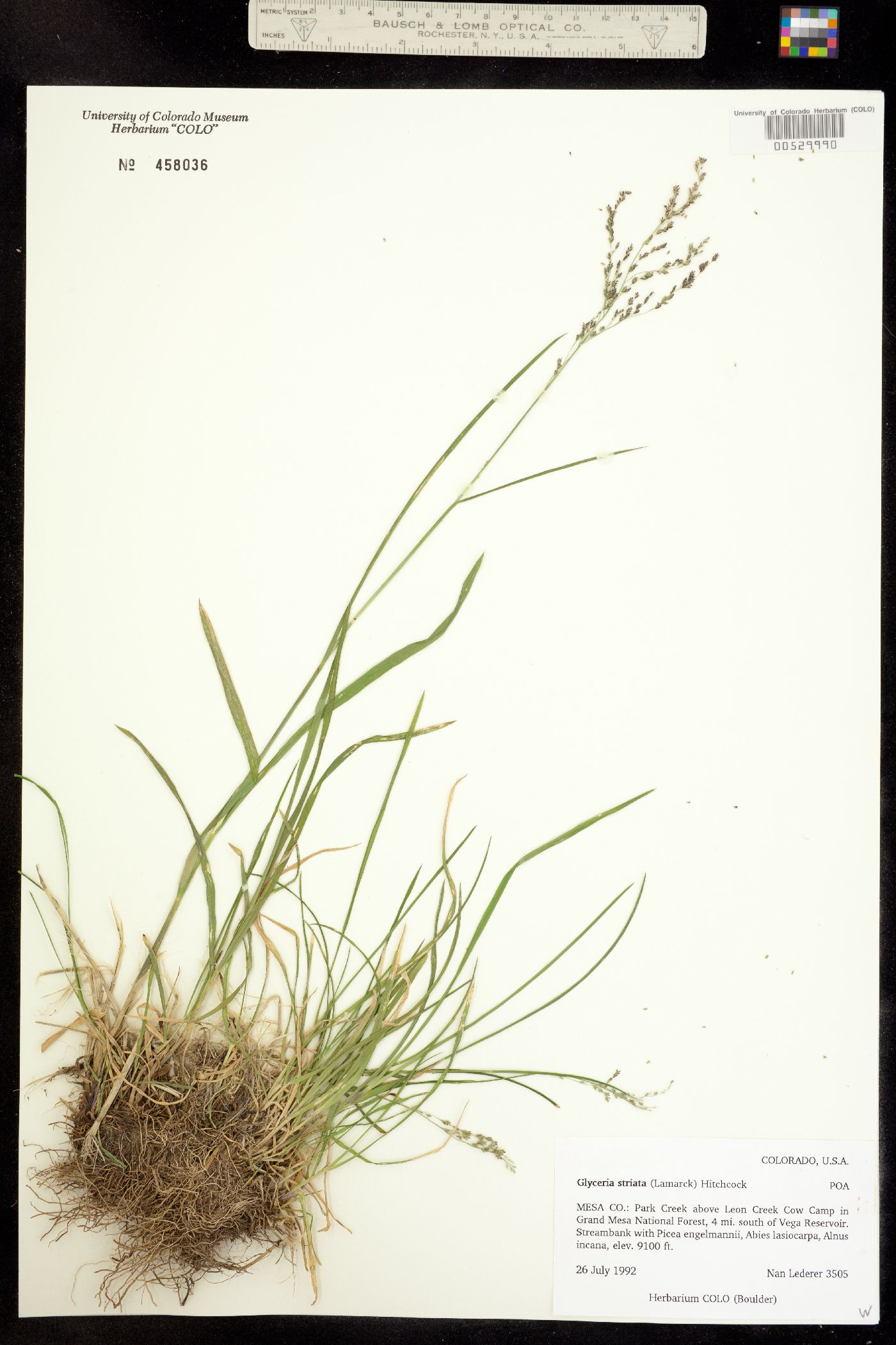 Glyceria striata image