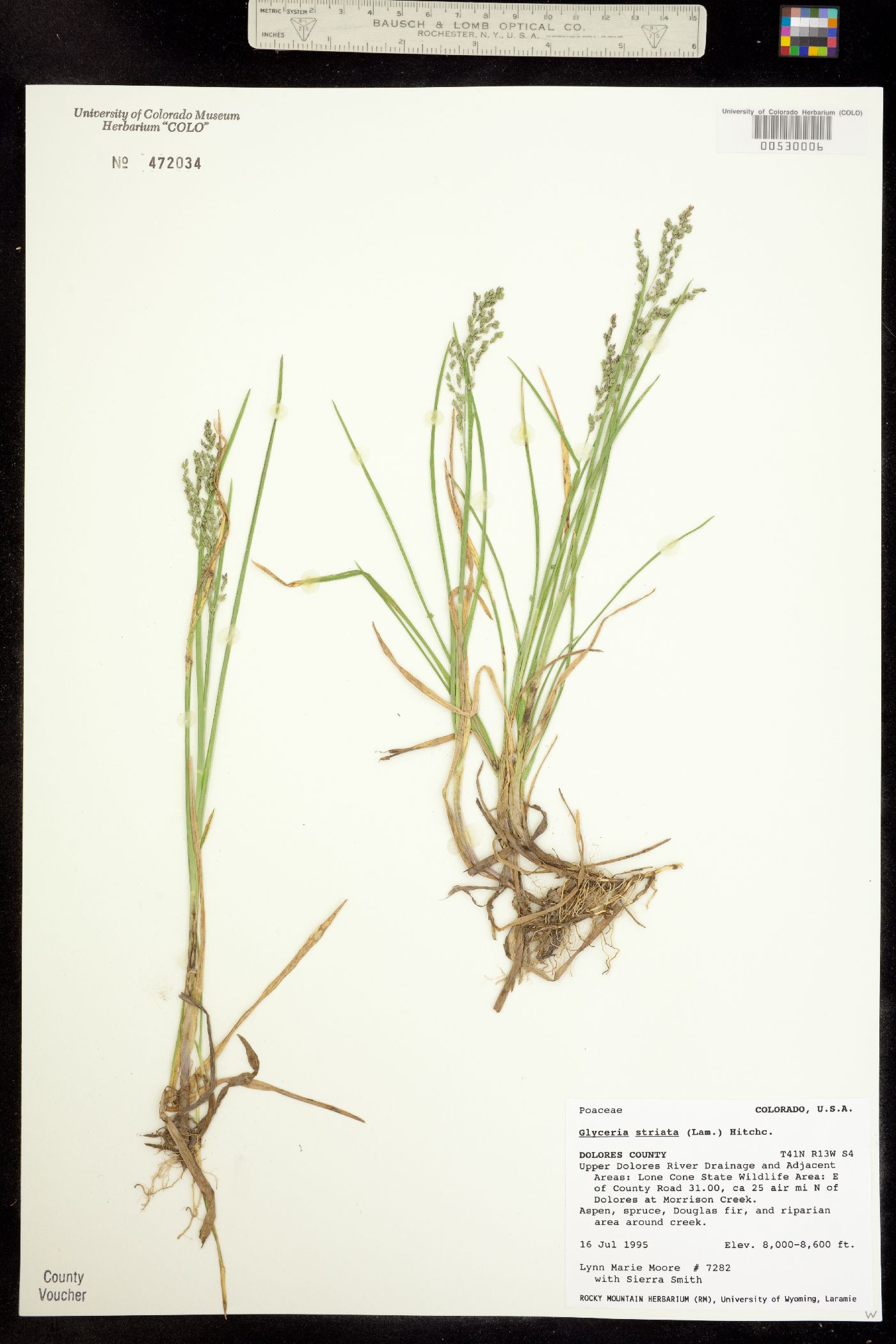 Glyceria striata image