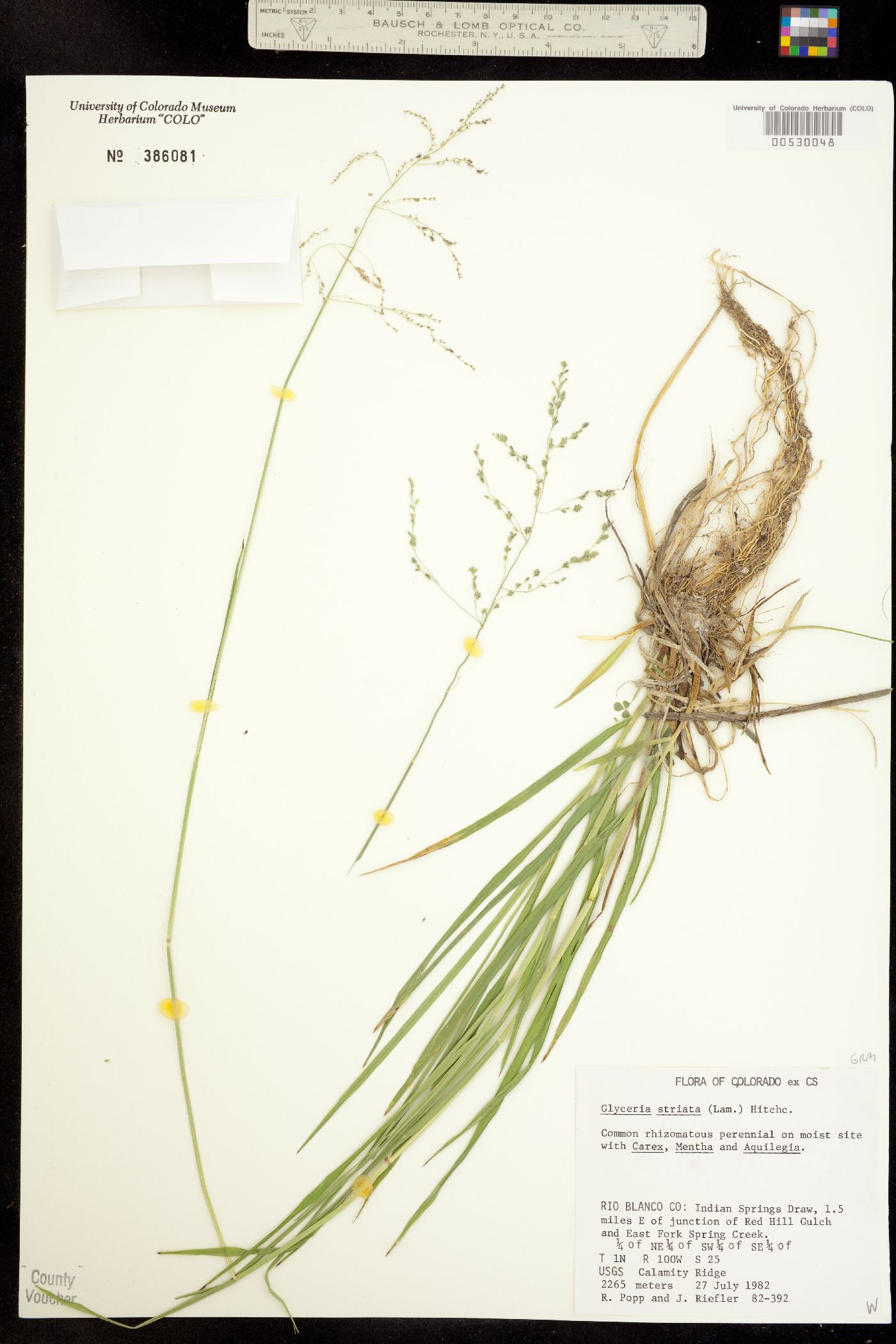 Glyceria striata image