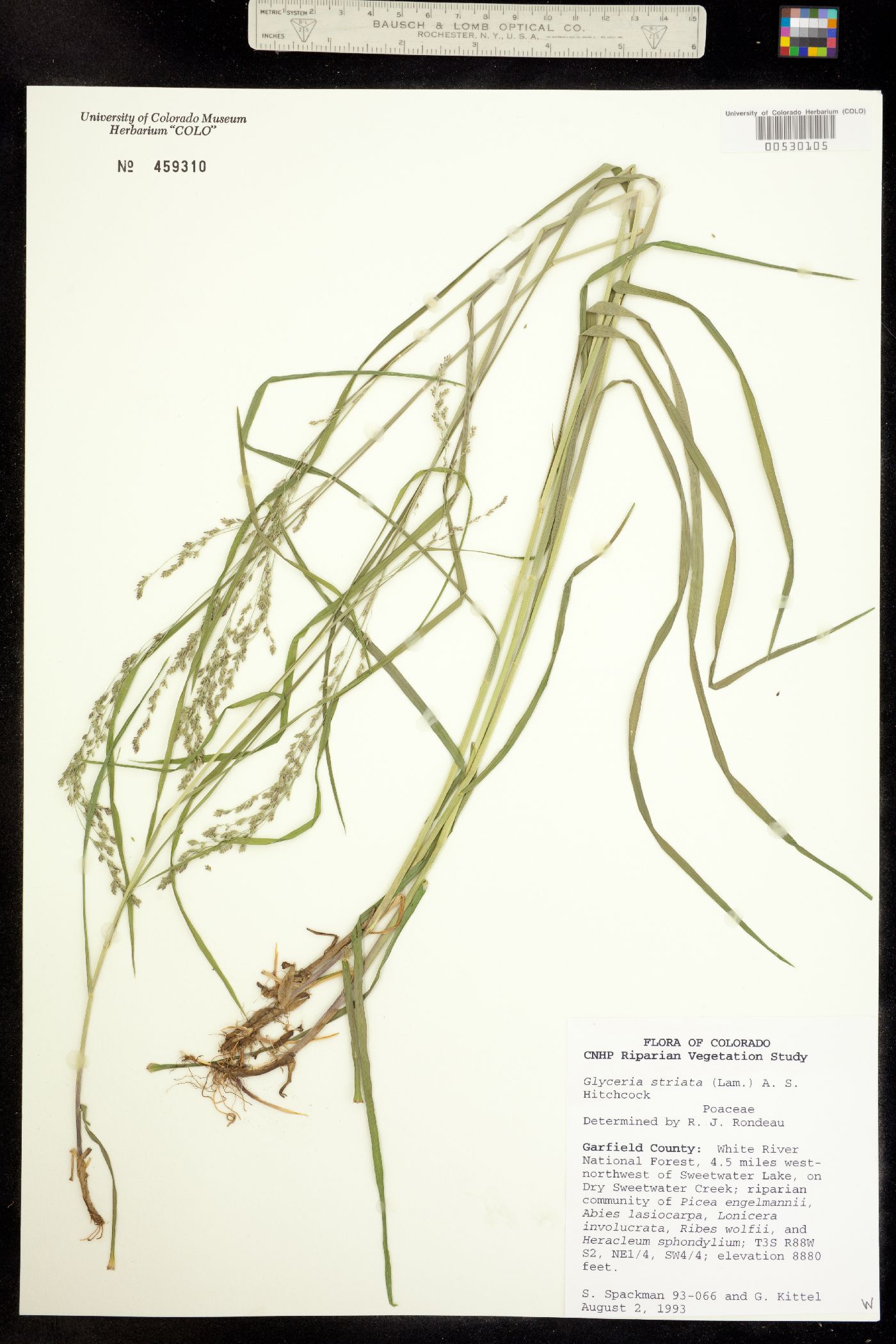 Glyceria striata image