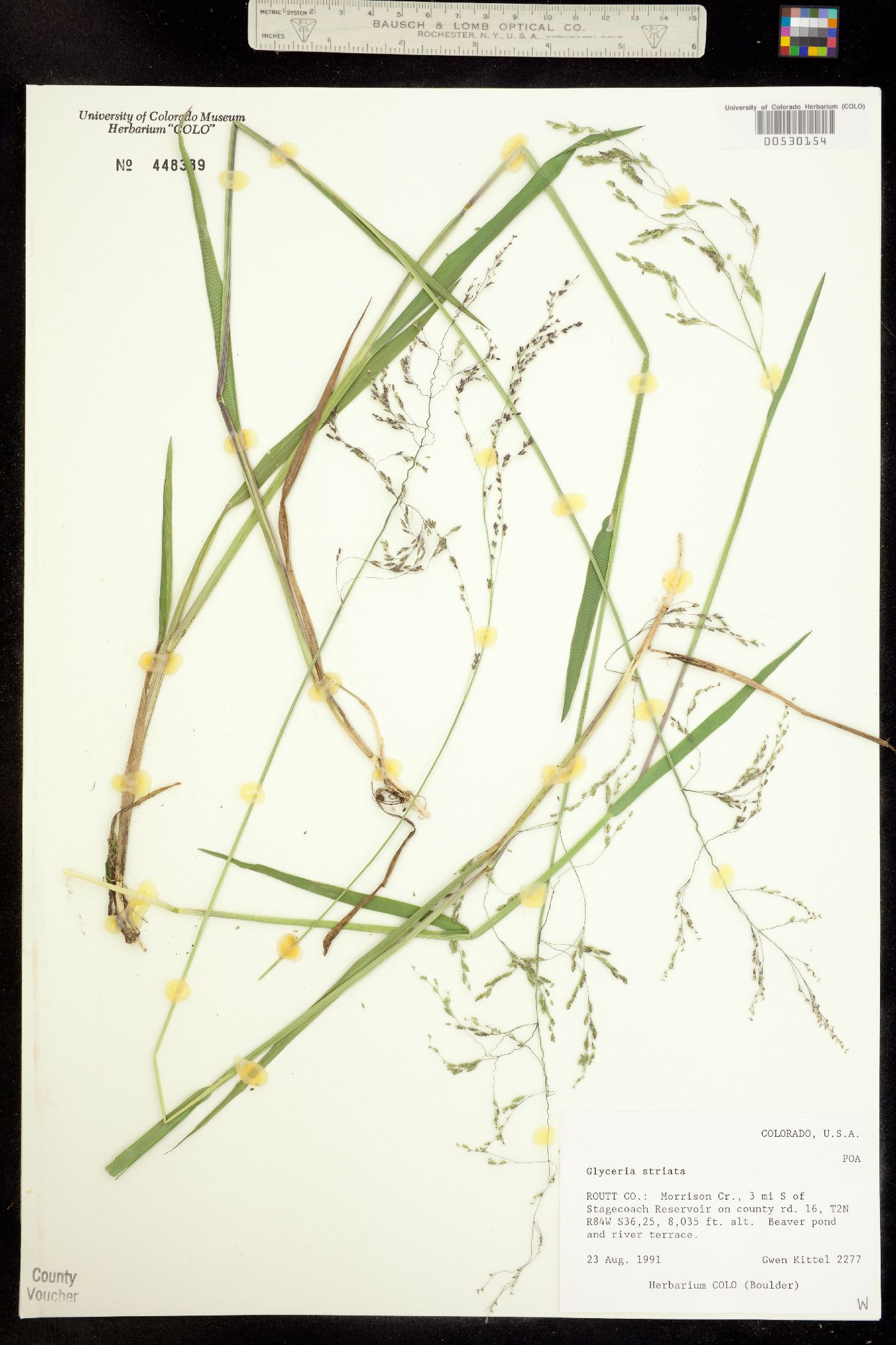 Glyceria striata image