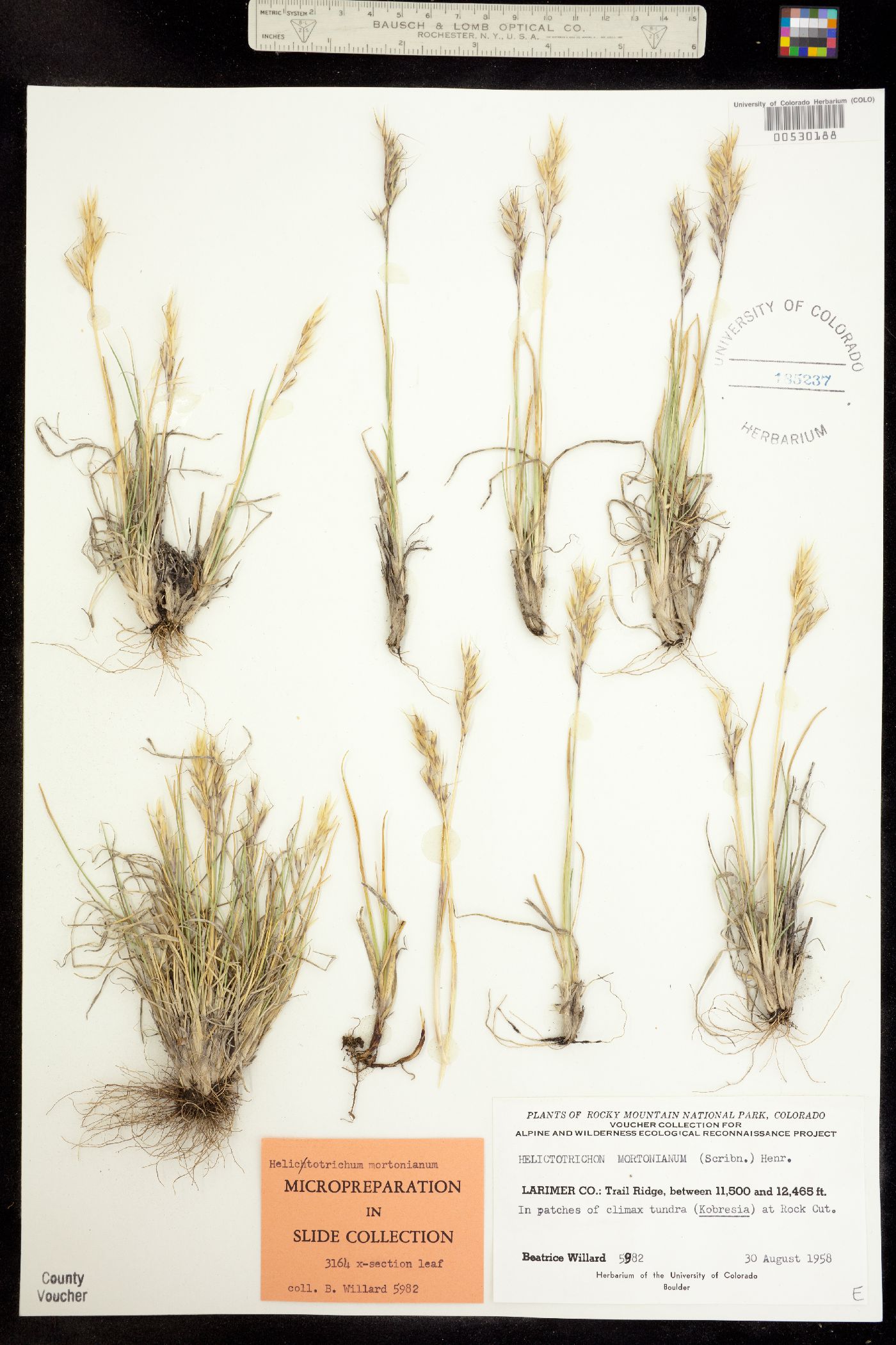 Helictotrichon image