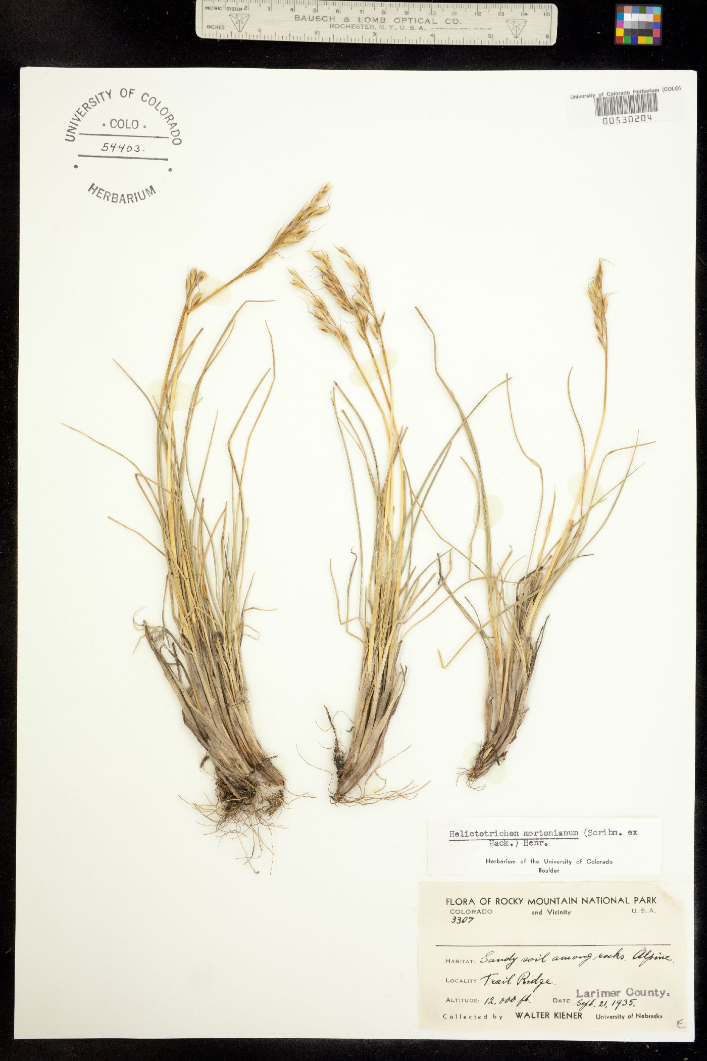 Helictotrichon mortonianum image