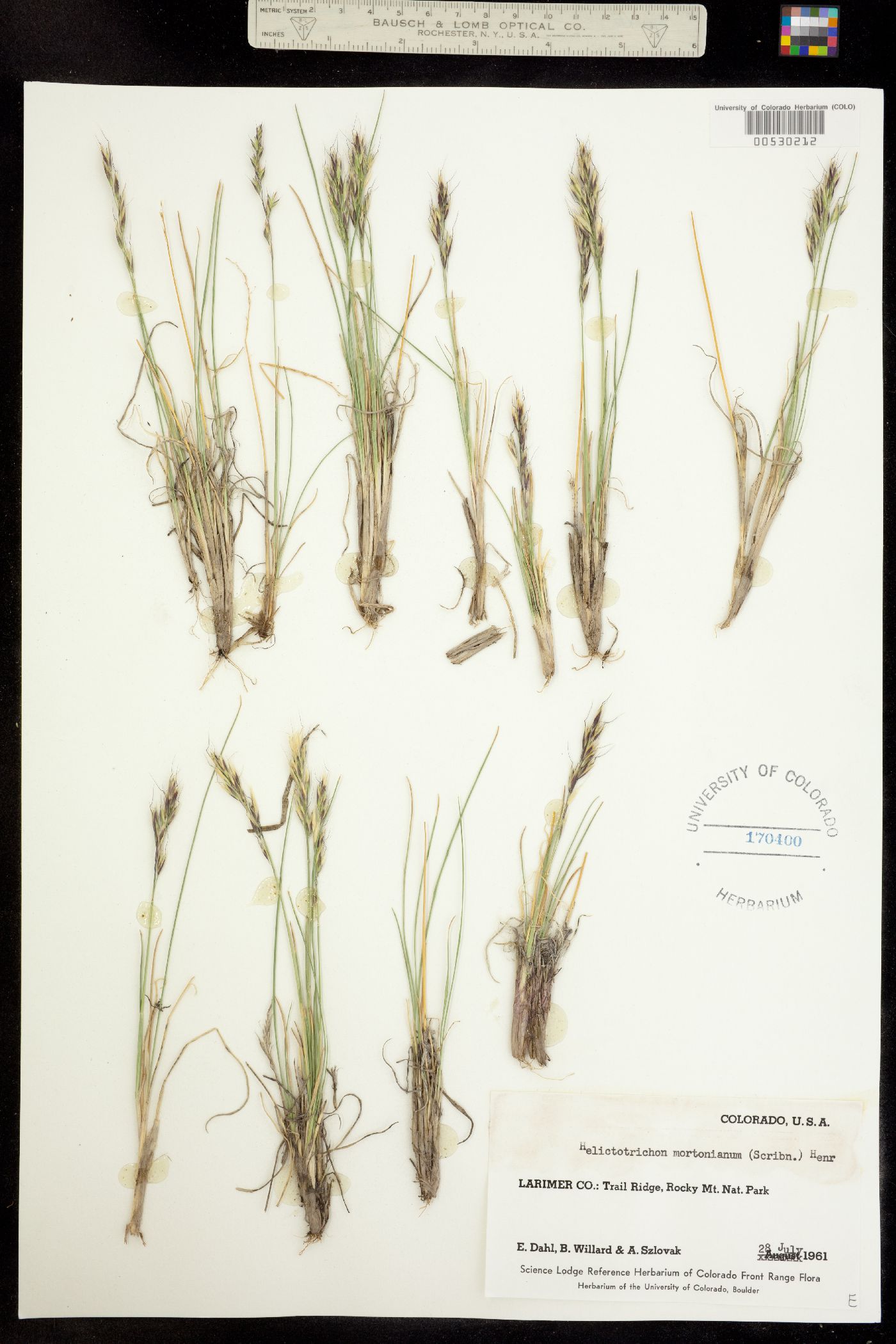 Helictotrichon image
