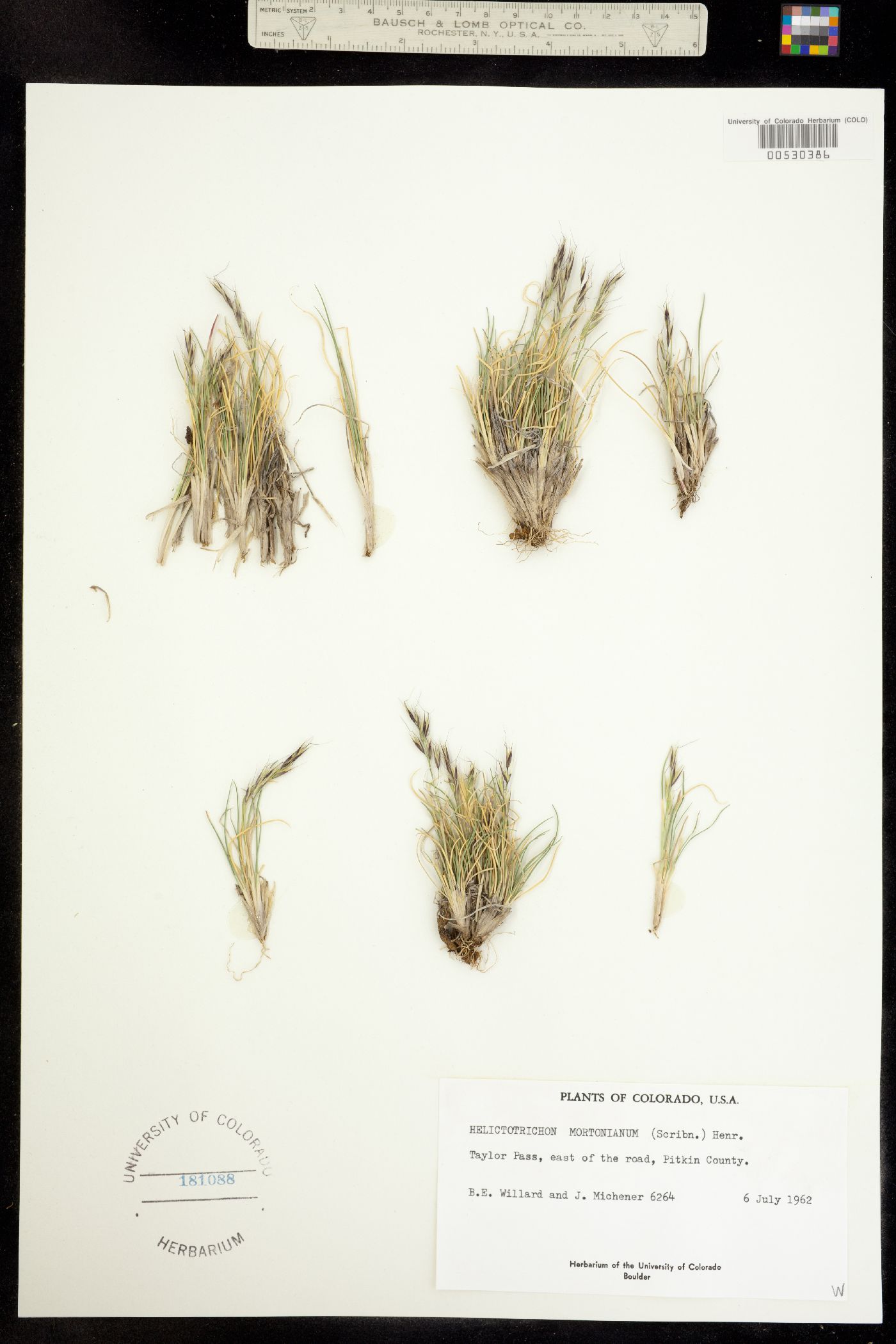 Helictotrichon mortonianum image