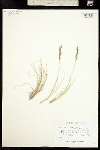 Helictotrichon mortonianum image