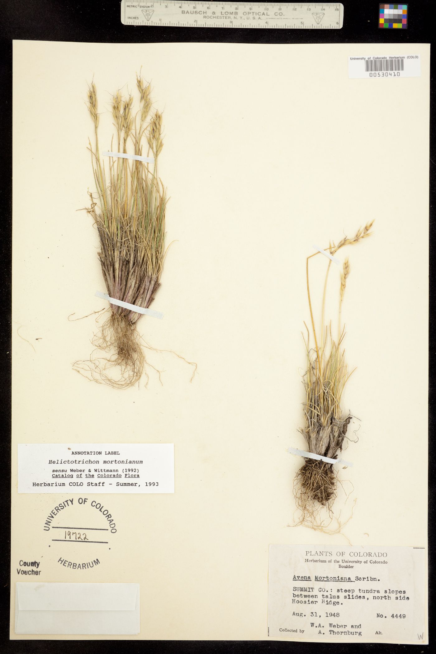 Helictotrichon mortonianum image