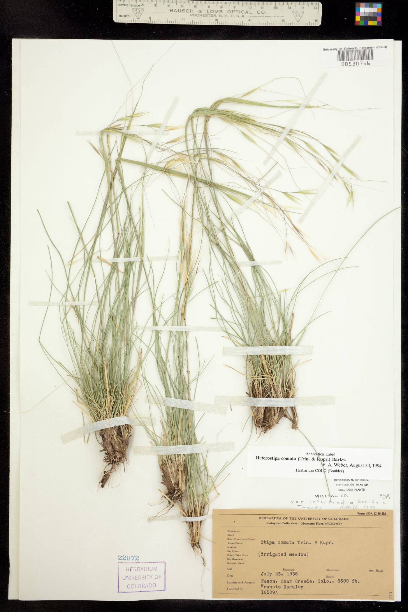 Hesperostipa comata image