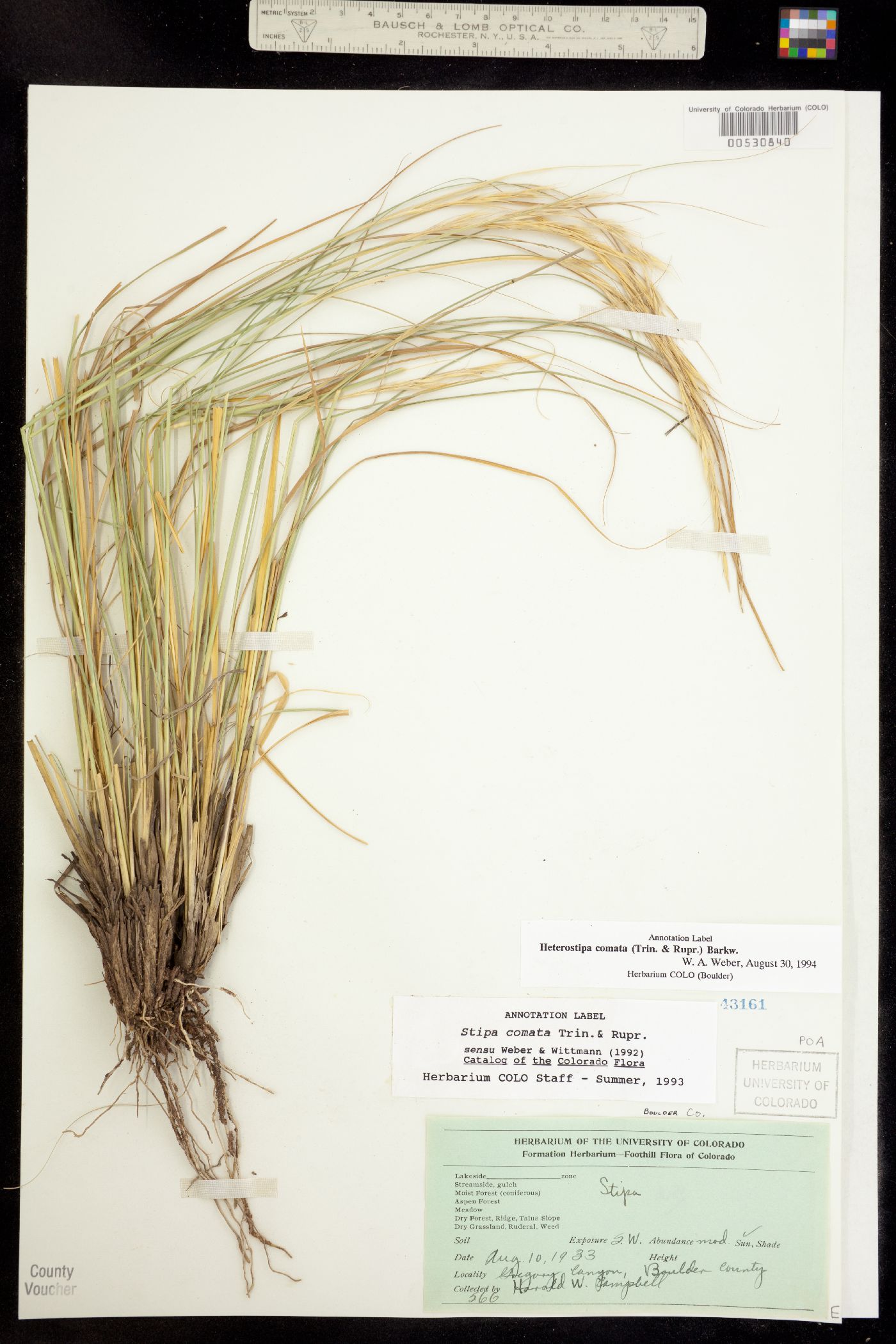 Hesperostipa comata image