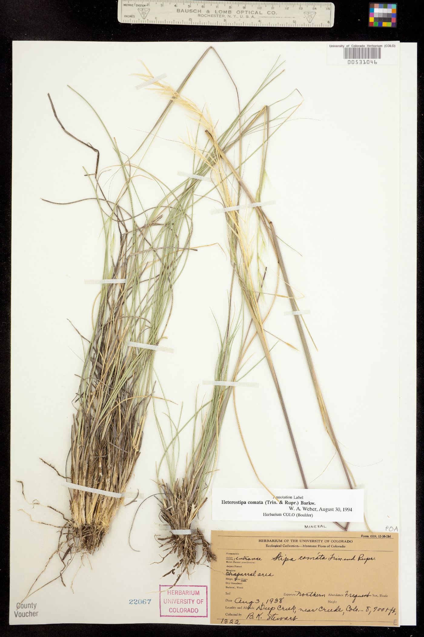 Hesperostipa comata image