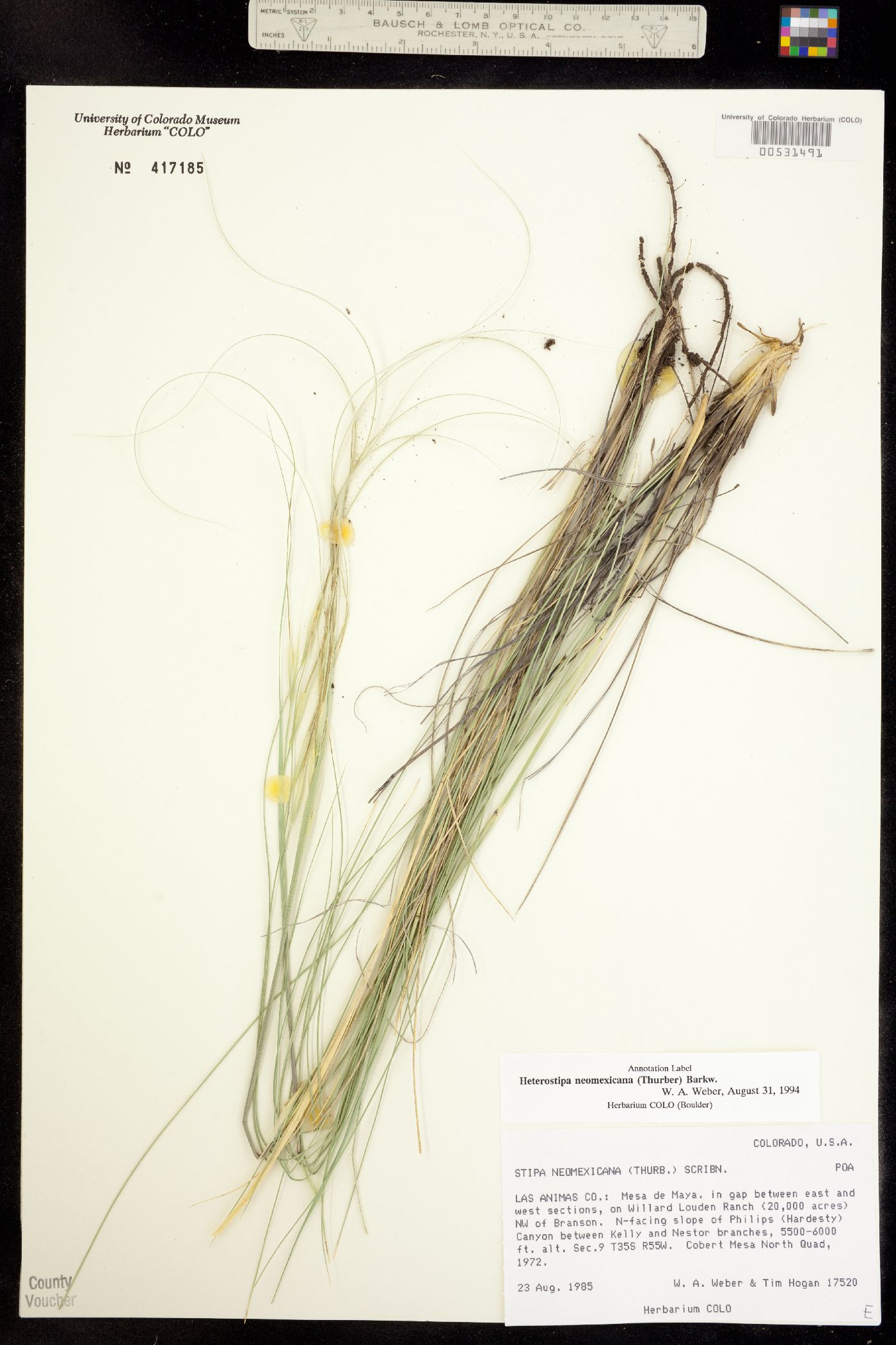 Hesperostipa neomexicana image