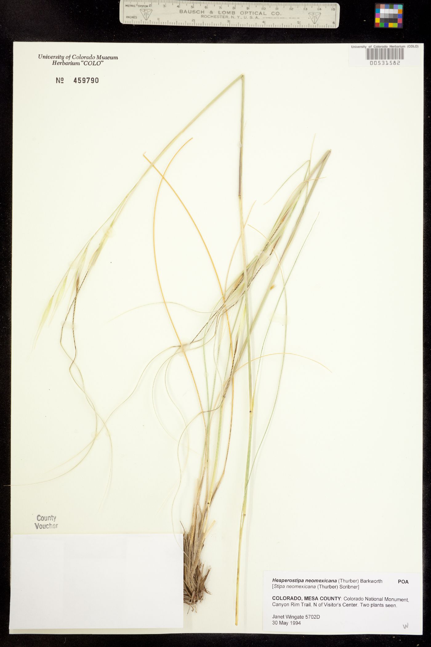 Hesperostipa neomexicana image