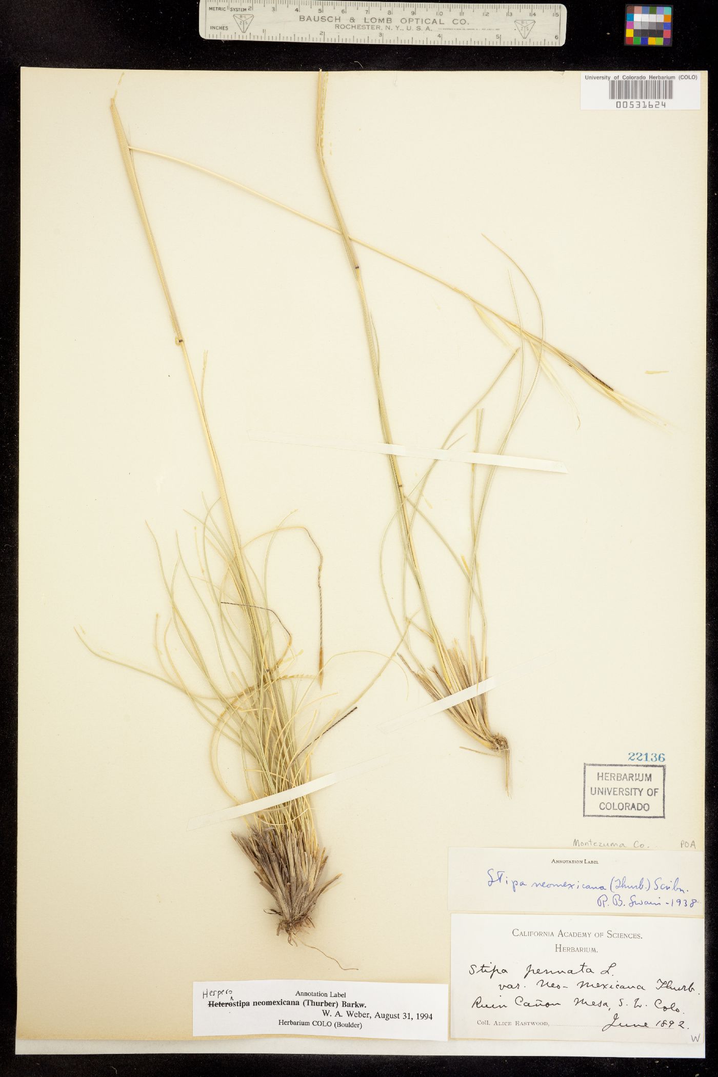 Hesperostipa neomexicana image