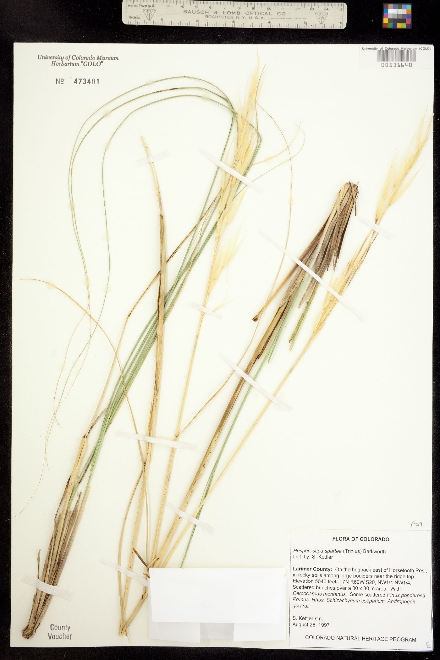 Hesperostipa spartea image