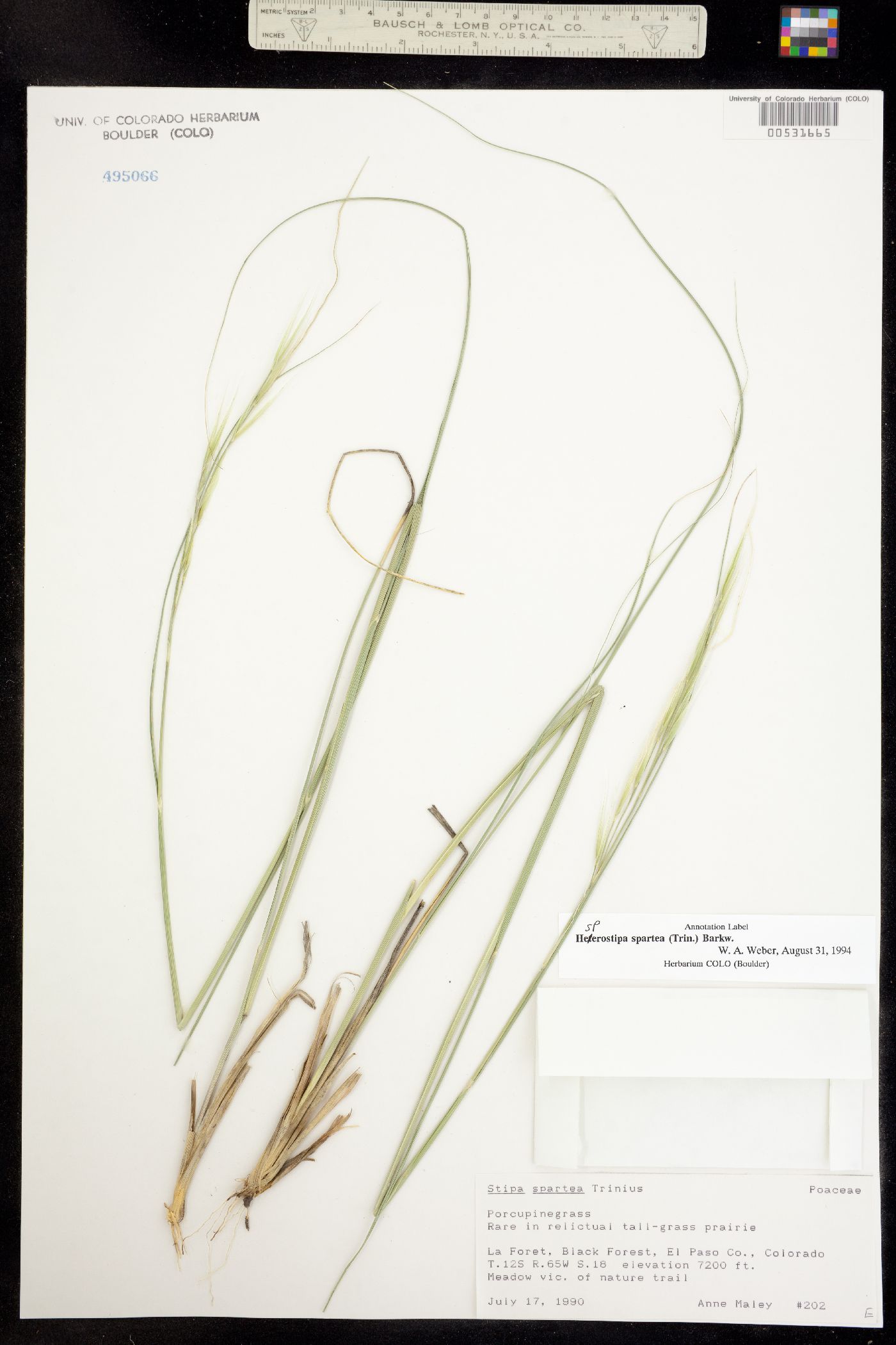 Hesperostipa spartea image