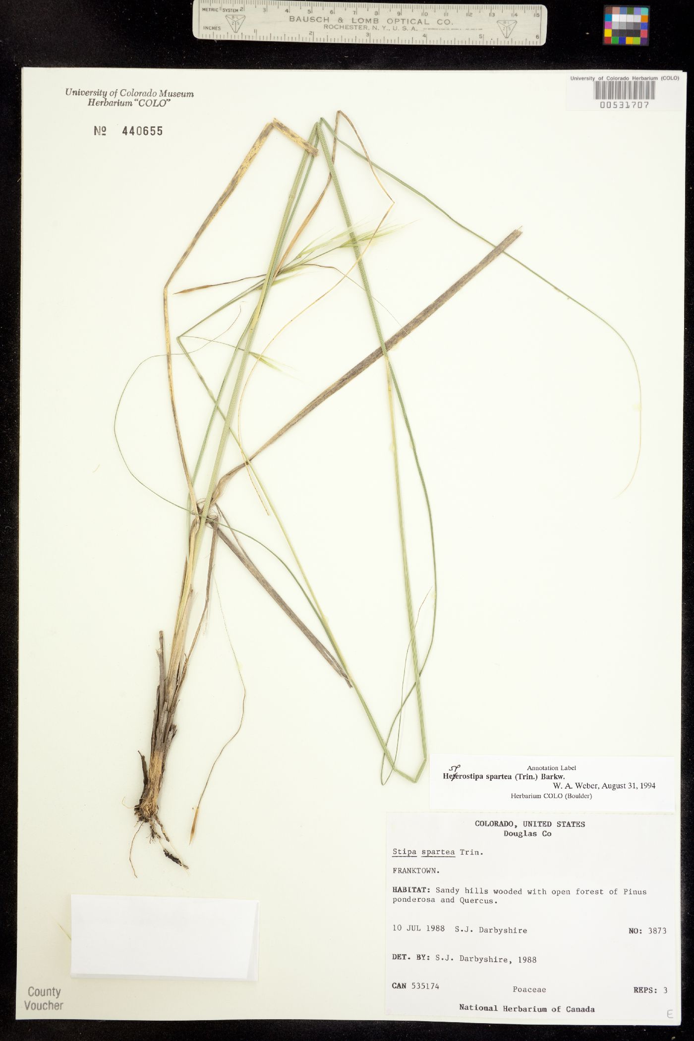 Hesperostipa spartea image