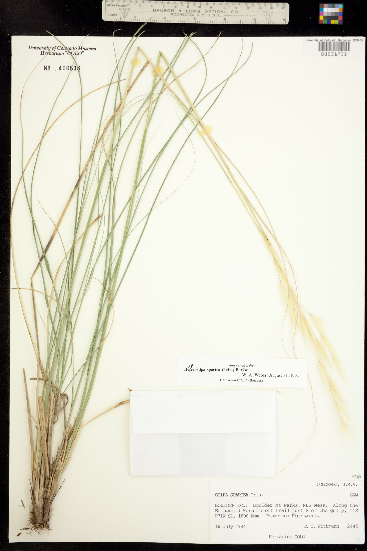 Hesperostipa spartea image