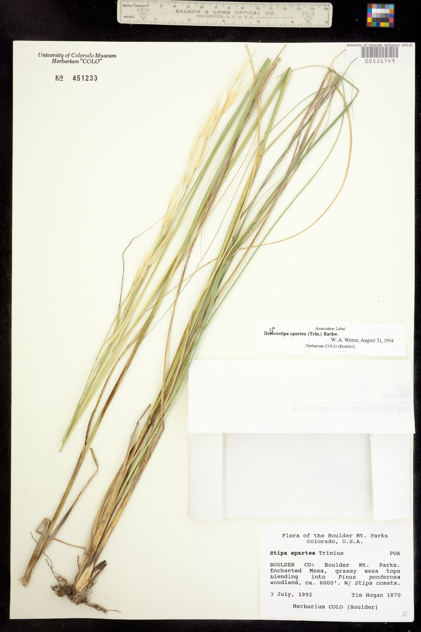 Hesperostipa spartea image