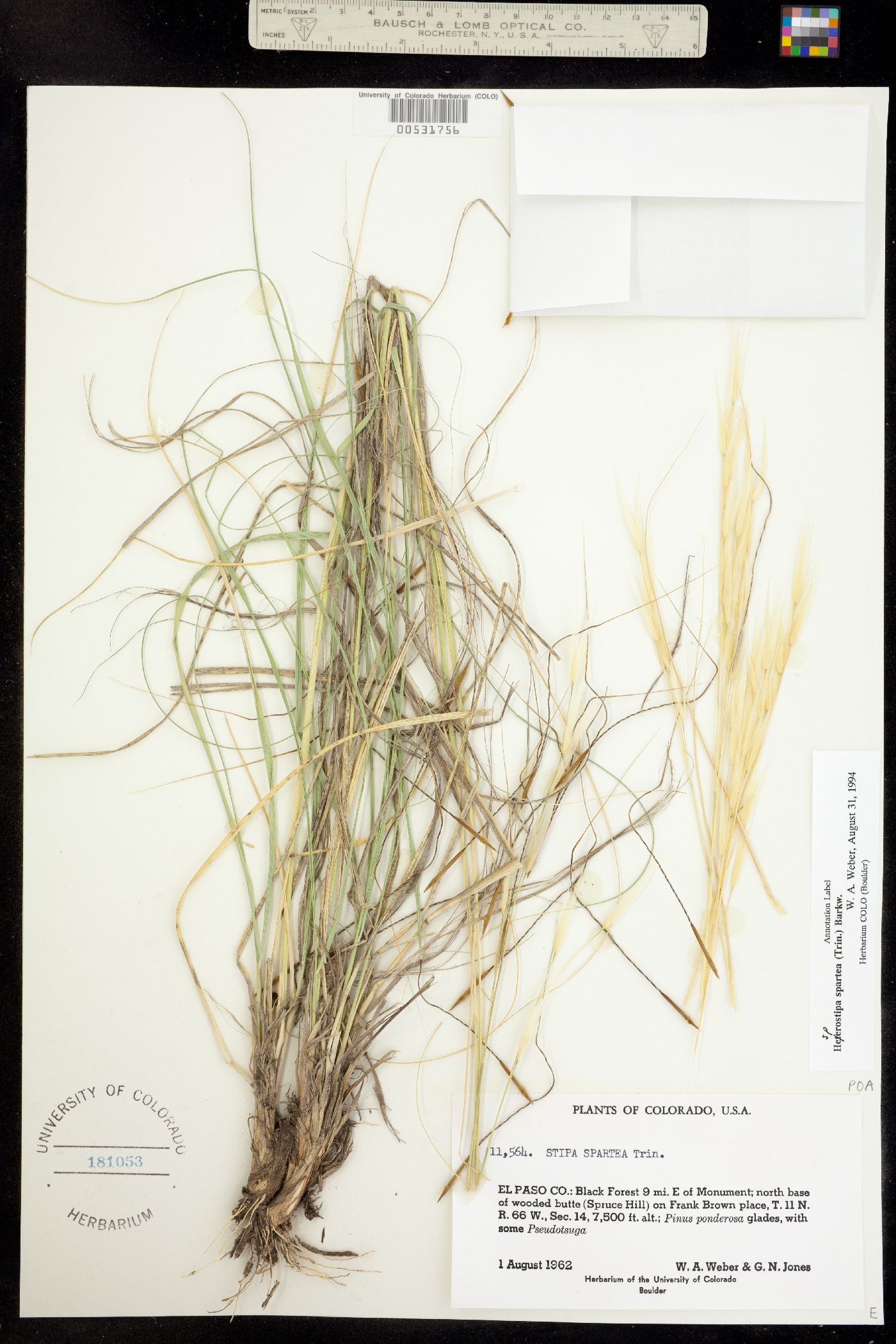 Hesperostipa spartea image