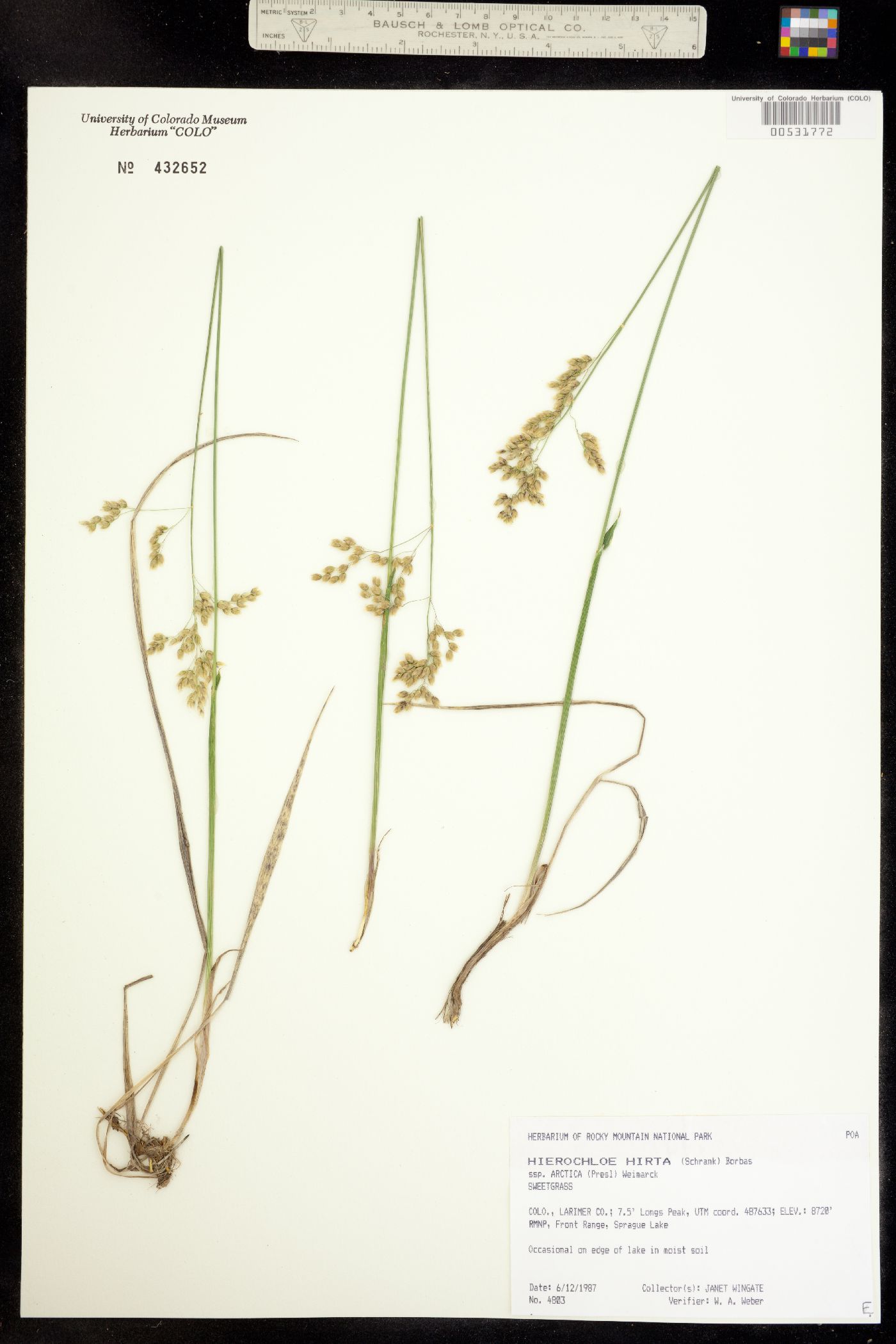 Anthoxanthum hirtum image