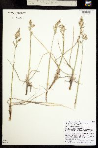 Anthoxanthum hirtum ssp. arcticum image