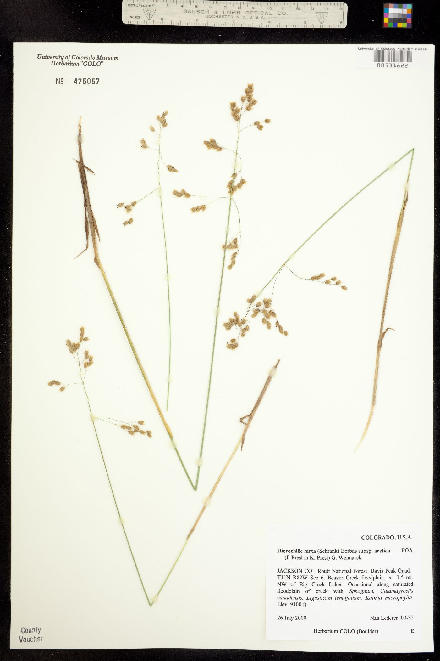 Anthoxanthum hirtum ssp. arcticum image