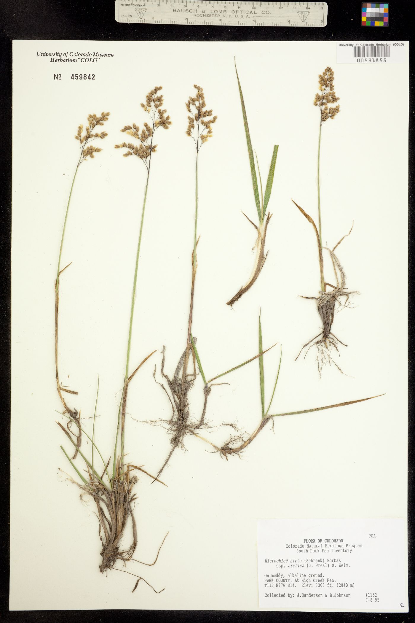 Anthoxanthum hirtum ssp. arcticum image