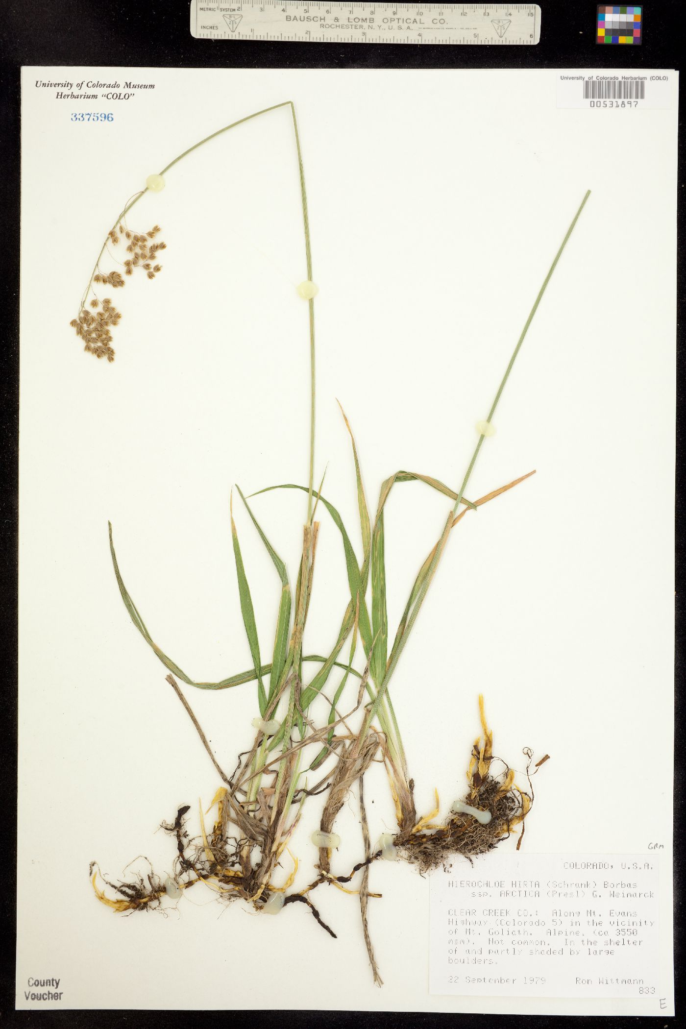 Anthoxanthum hirtum ssp. arcticum image