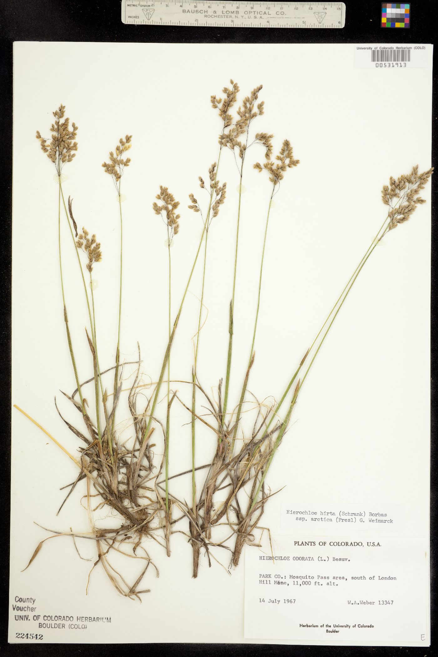 Anthoxanthum hirtum ssp. arcticum image
