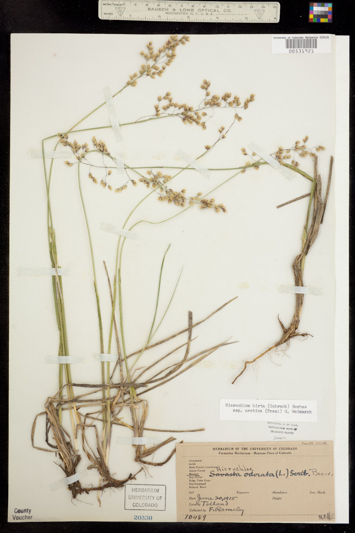 Anthoxanthum hirtum ssp. arcticum image