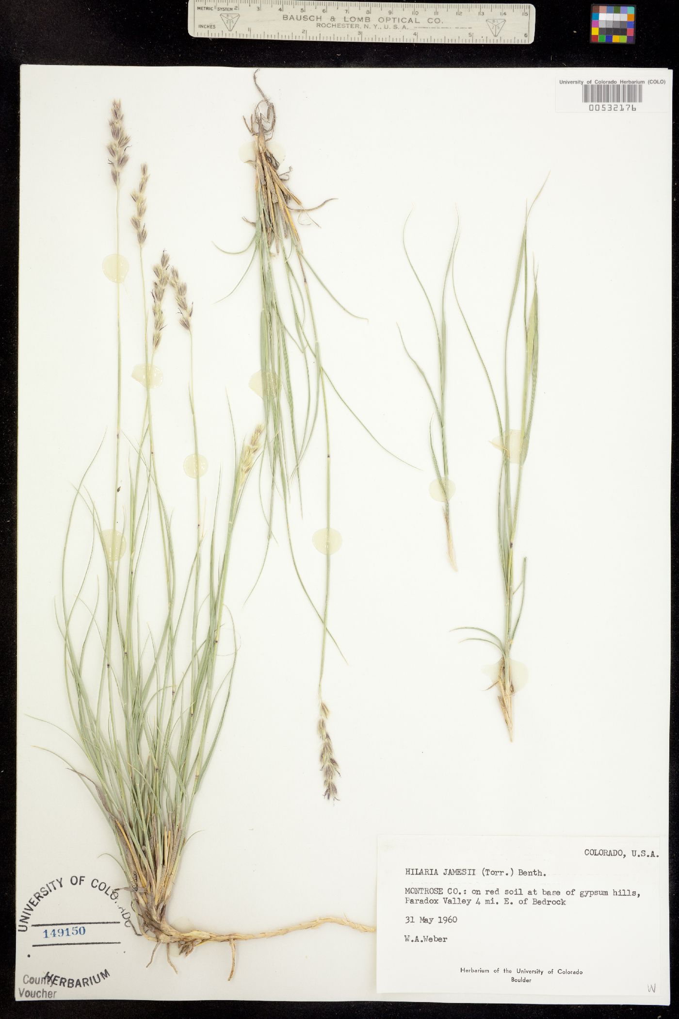 Hilaria jamesii image