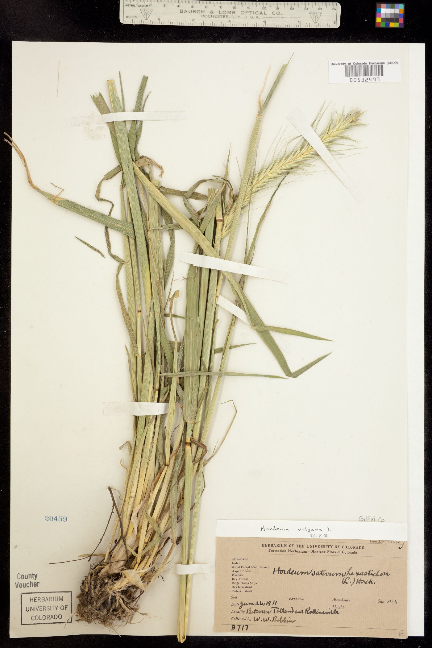 Hordeum image