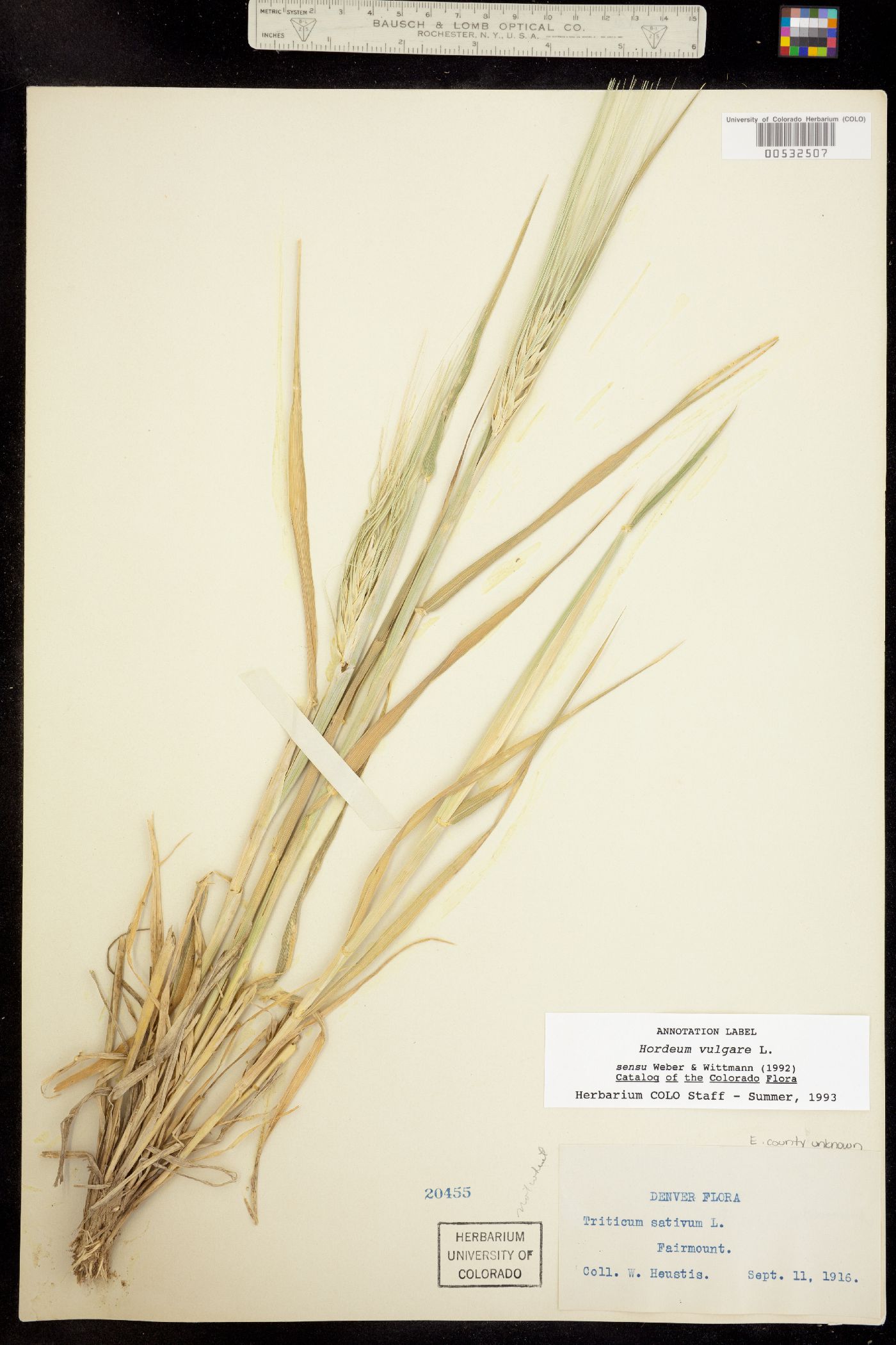 Hordeum vulgare image