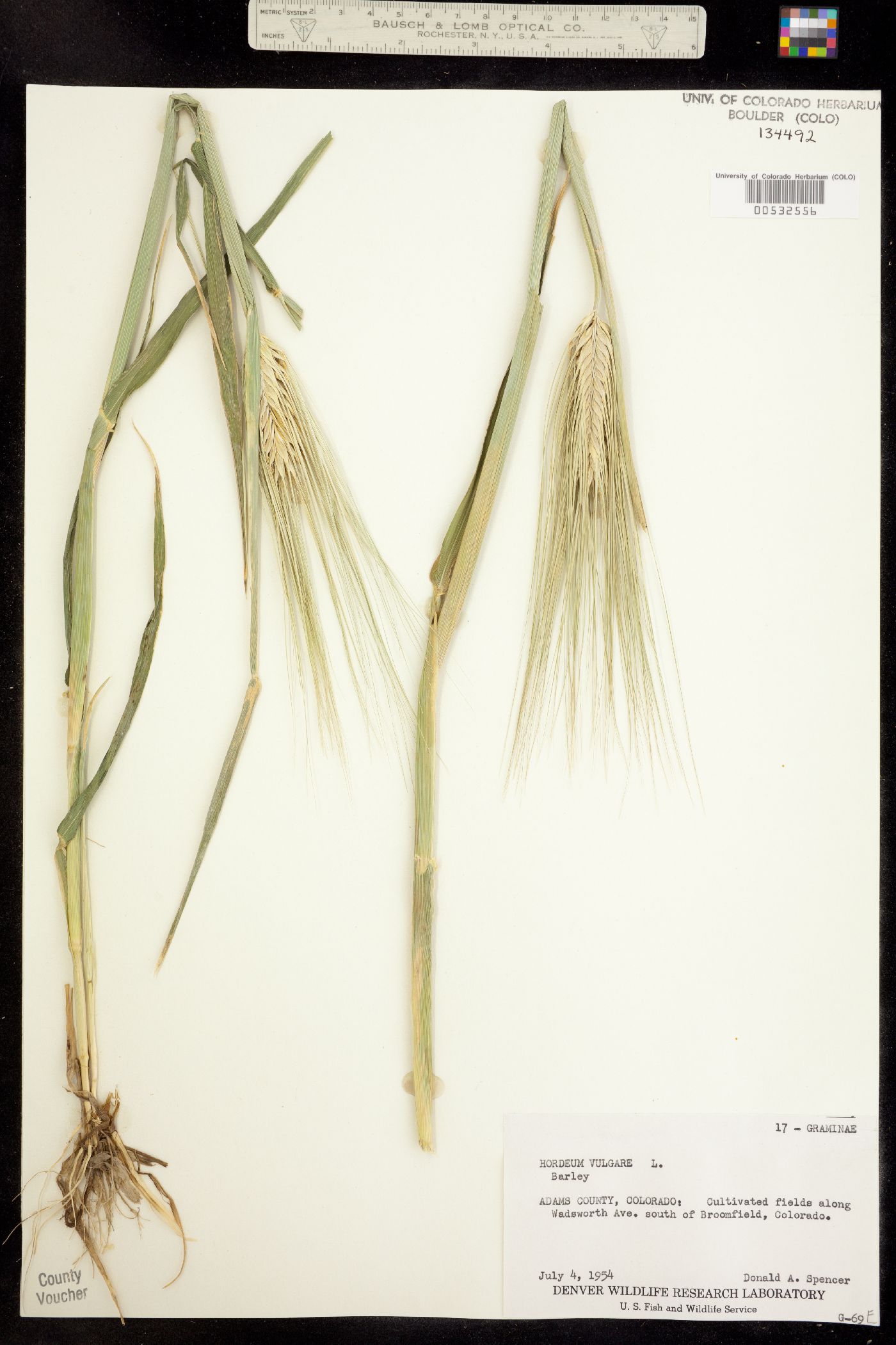 Hordeum image