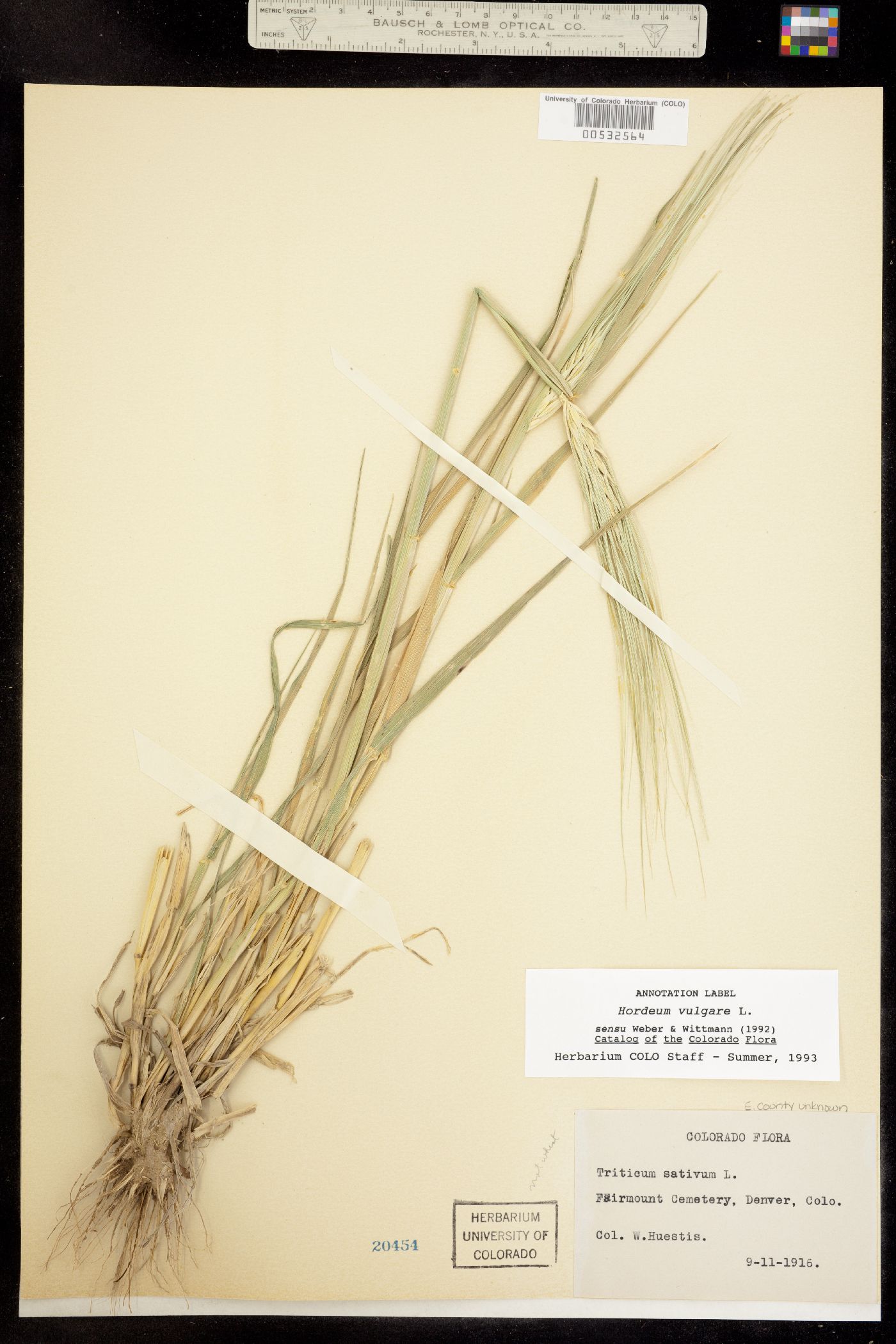 Hordeum vulgare var. vulgare image