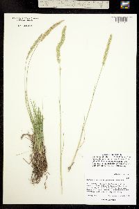 Image of Koeleria macrantha