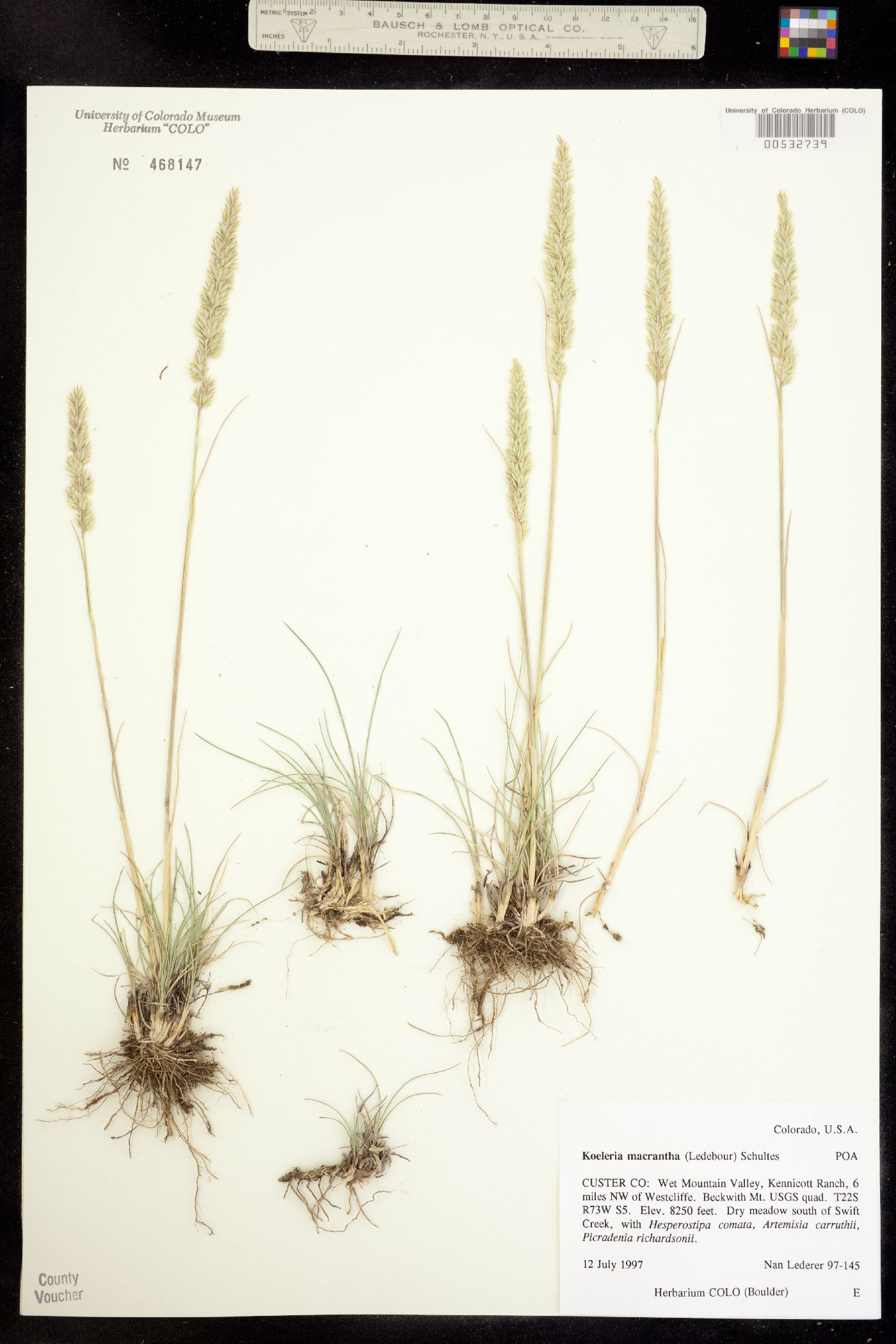 Koeleria macrantha image