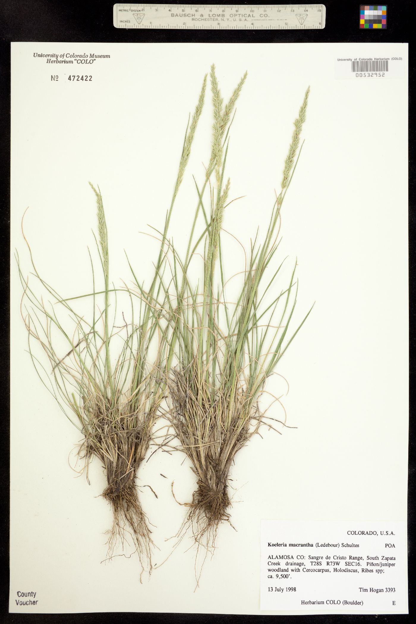 Koeleria macrantha image