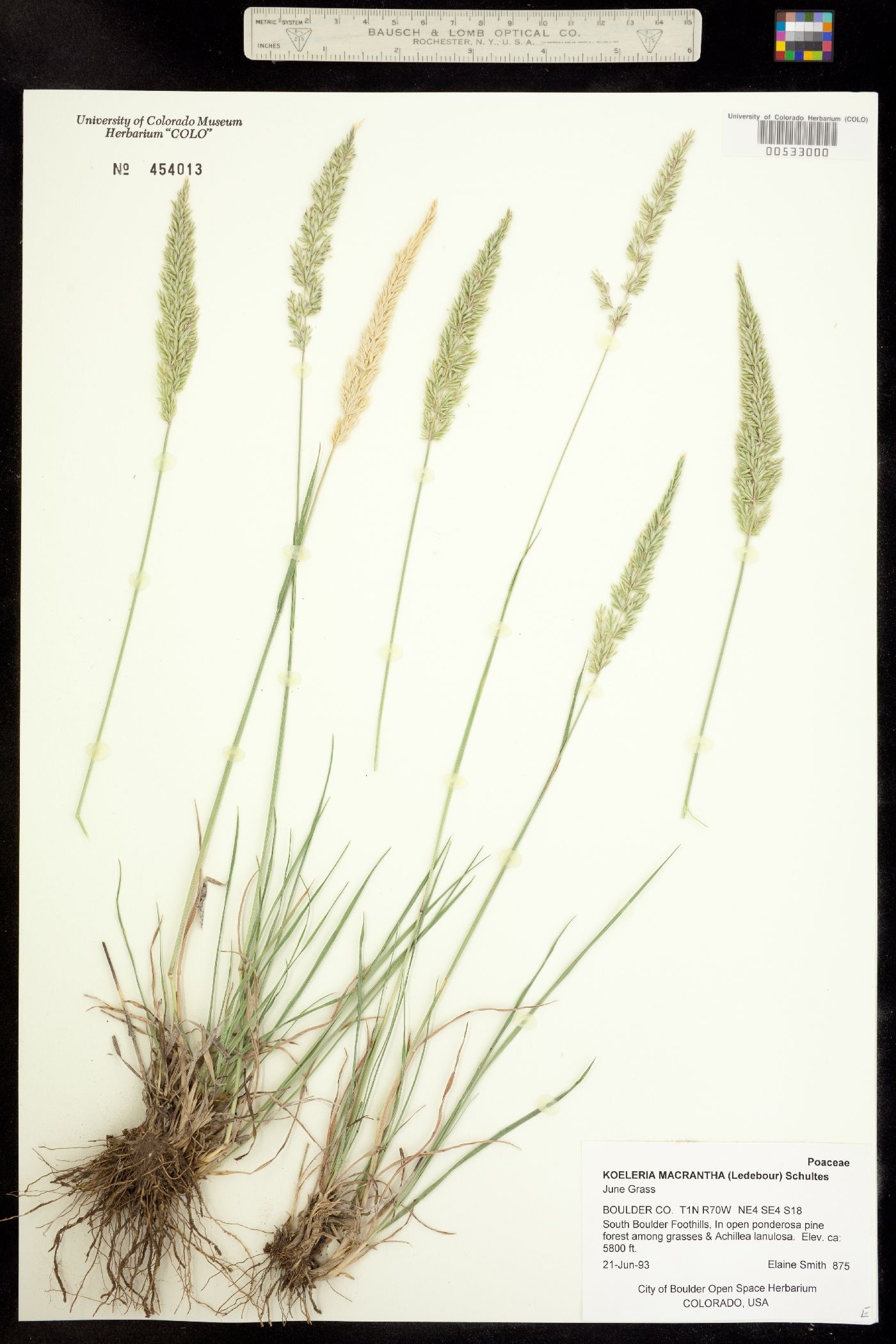 Koeleria macrantha image