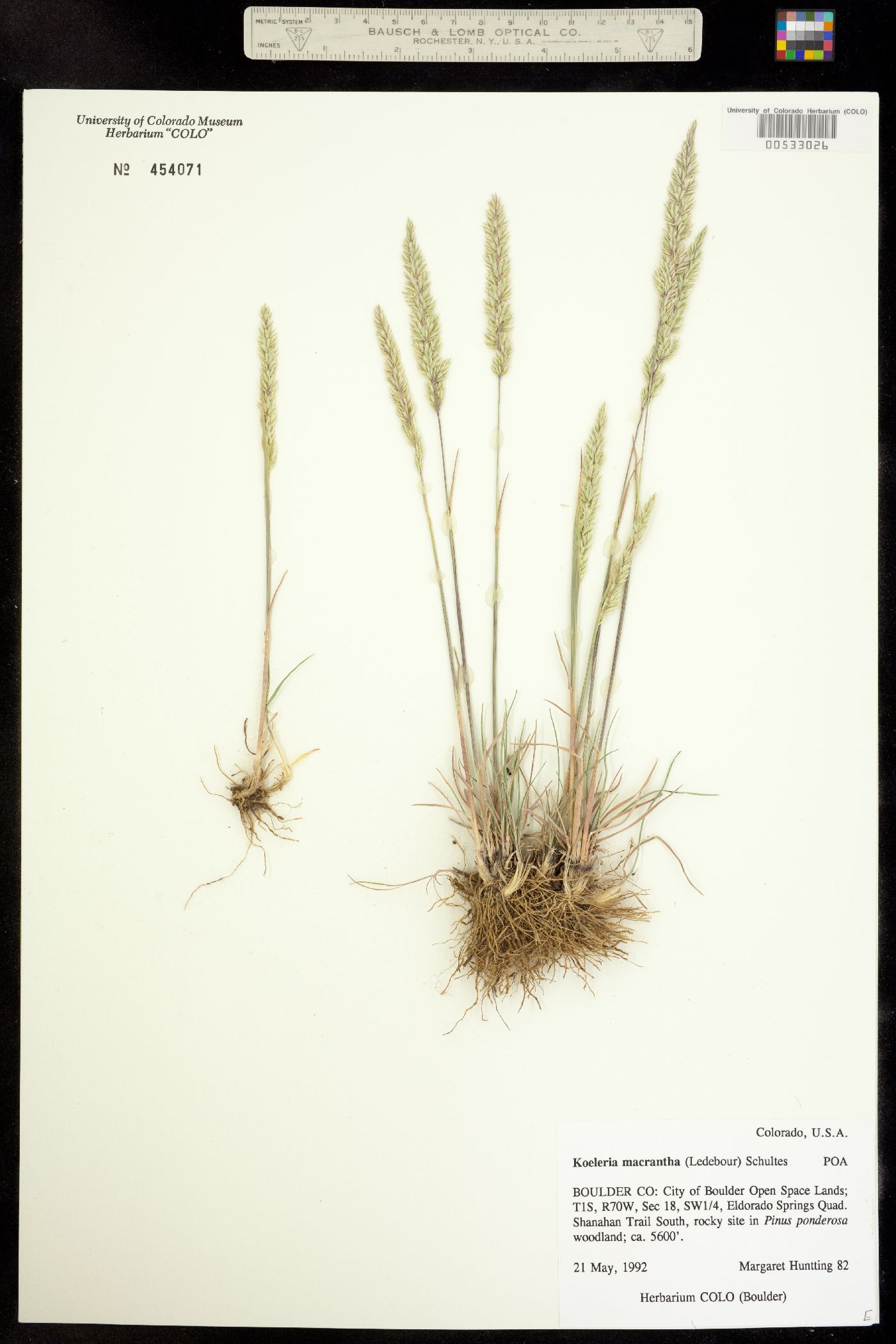 Koeleria macrantha image