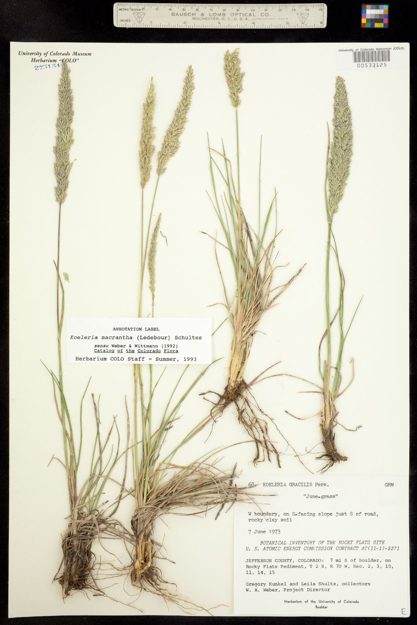 Koeleria macrantha image