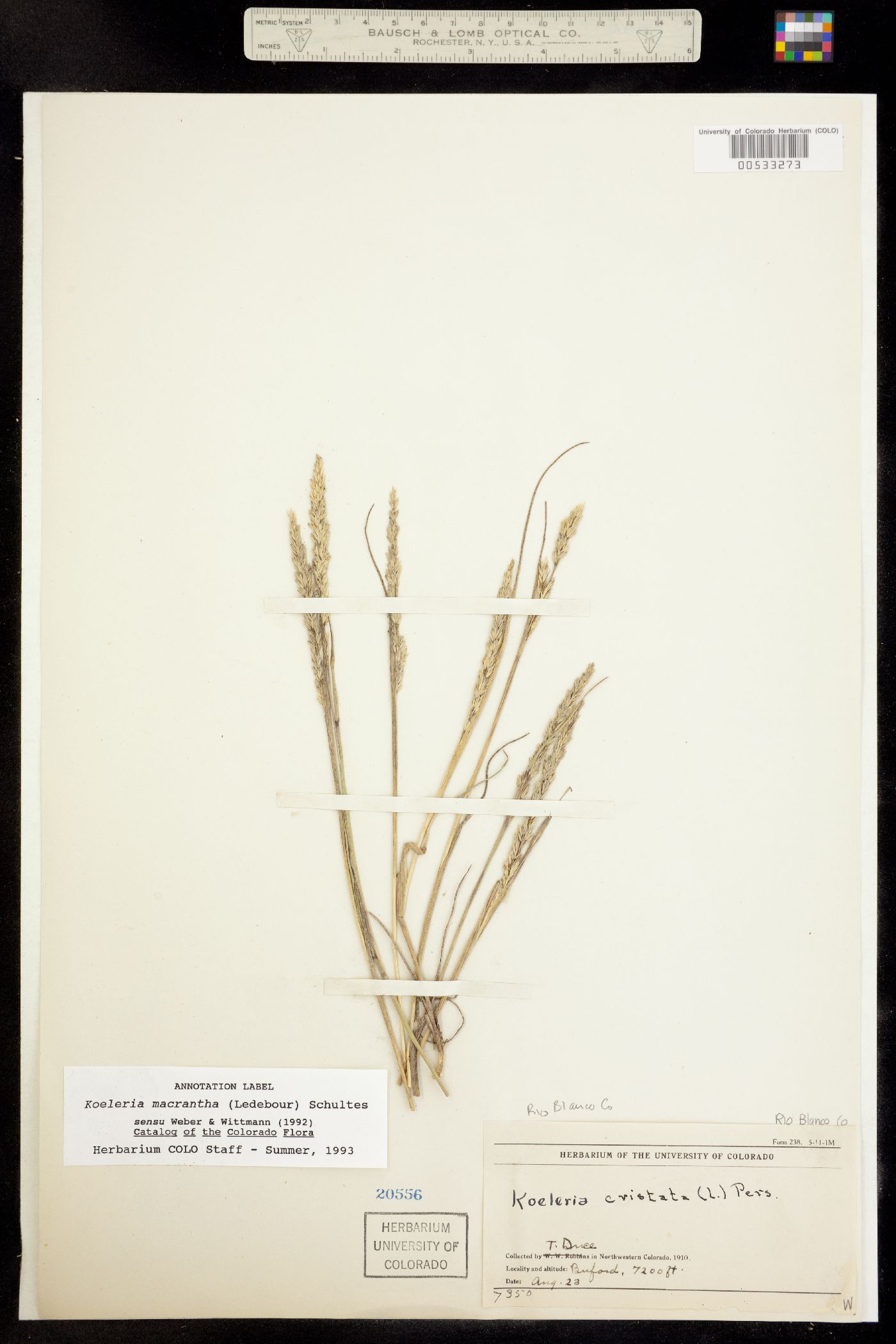 Koeleria macrantha image
